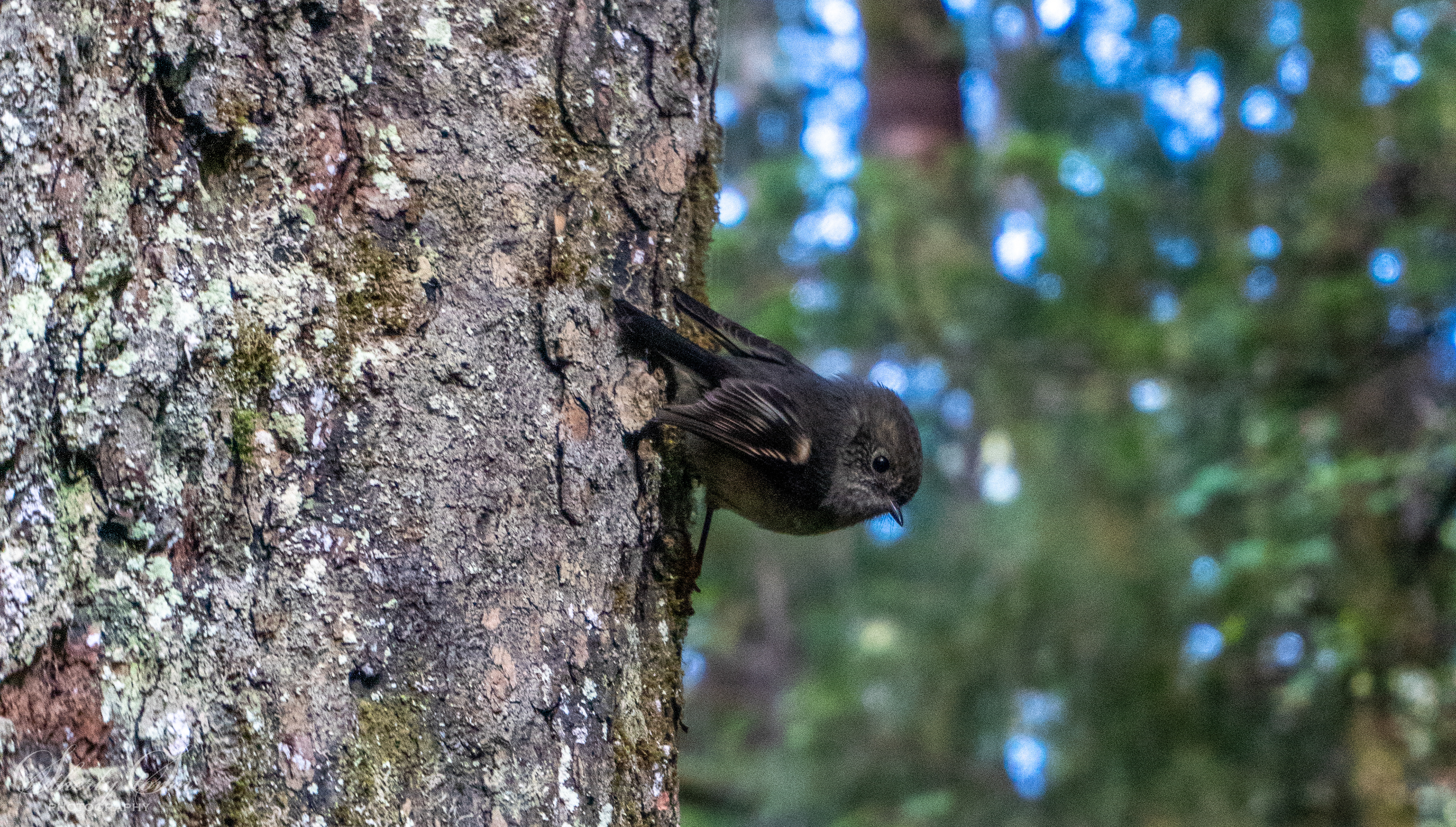 Cute South Island Robin