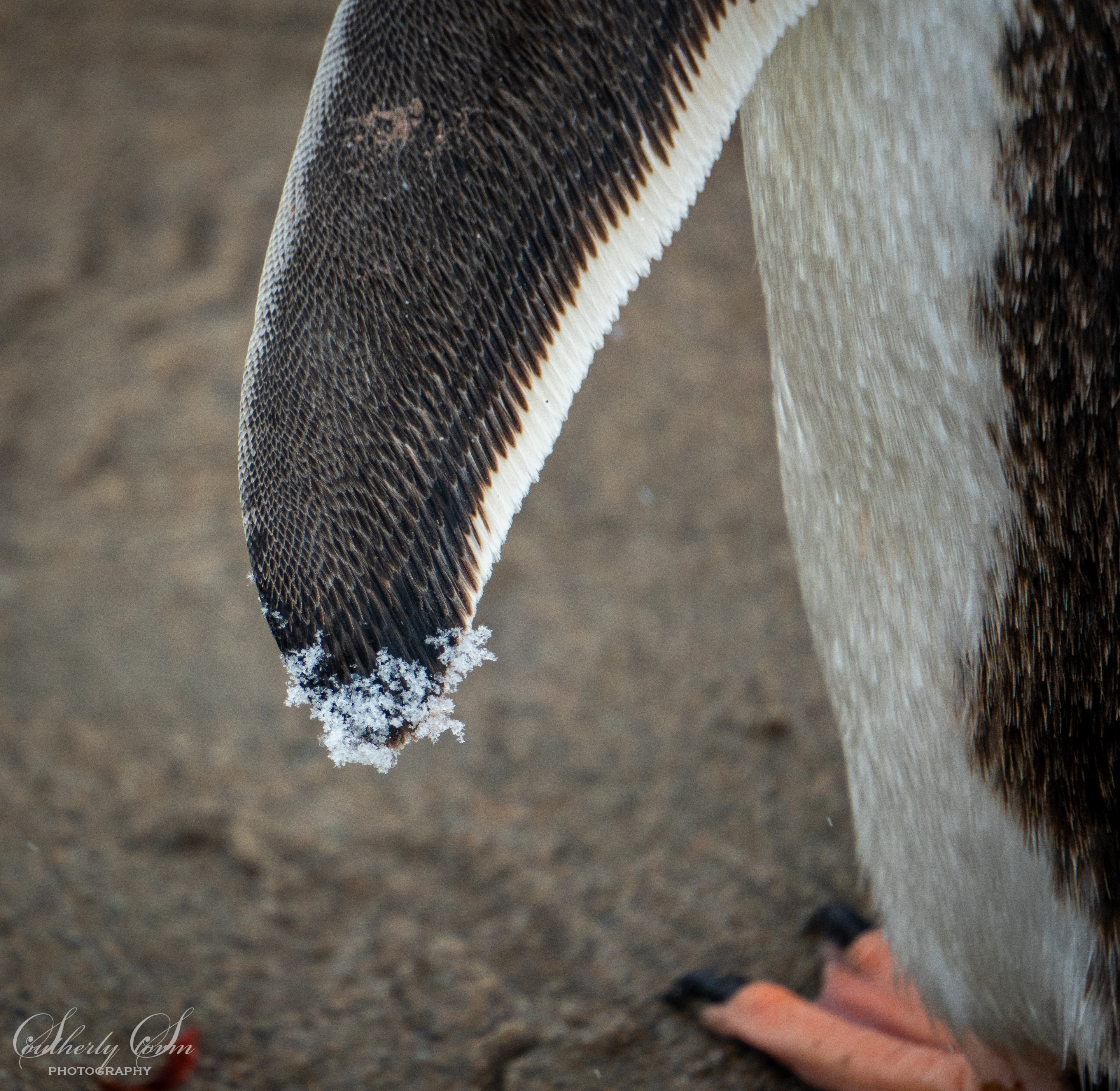 Penguin flipper textures dipped in snow