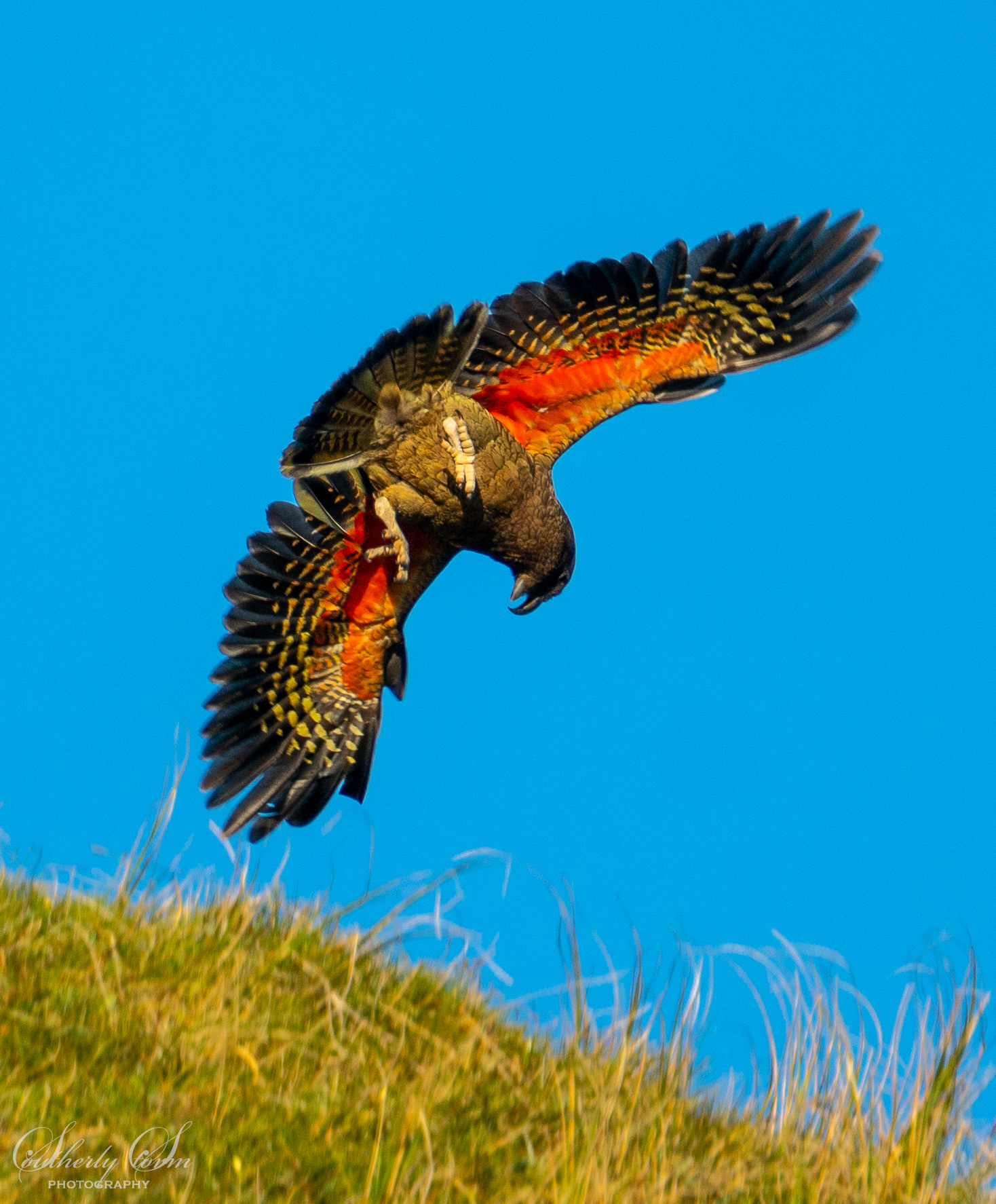 Kea in flight