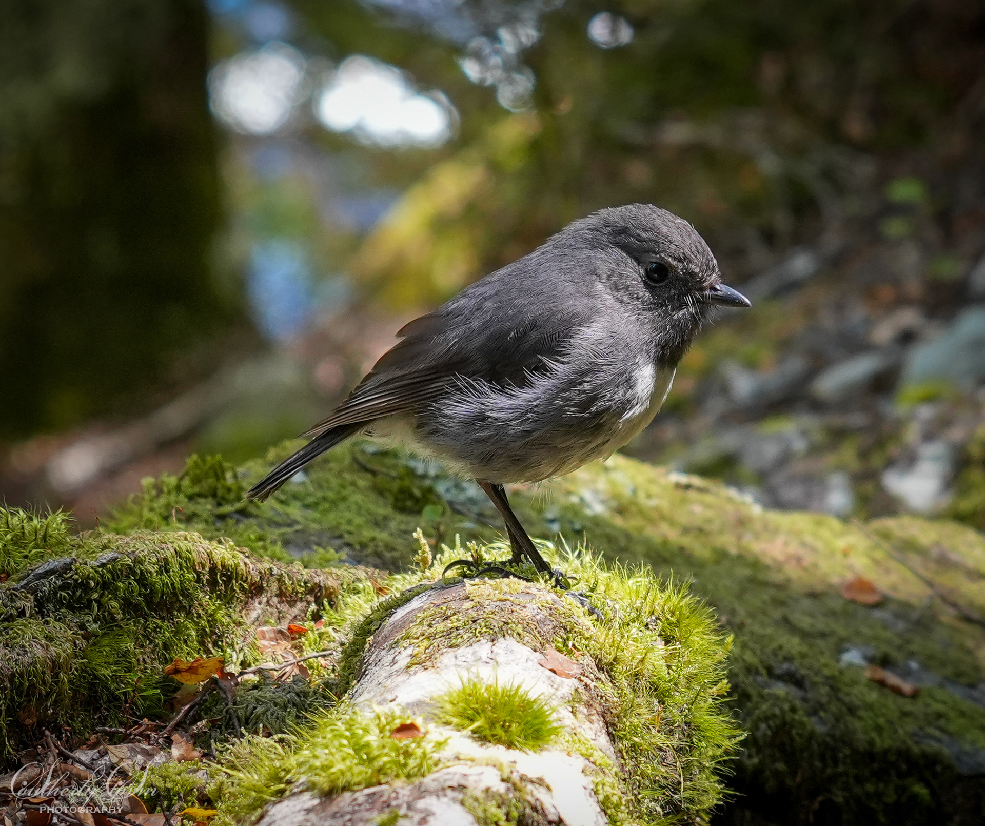 South Island Robin