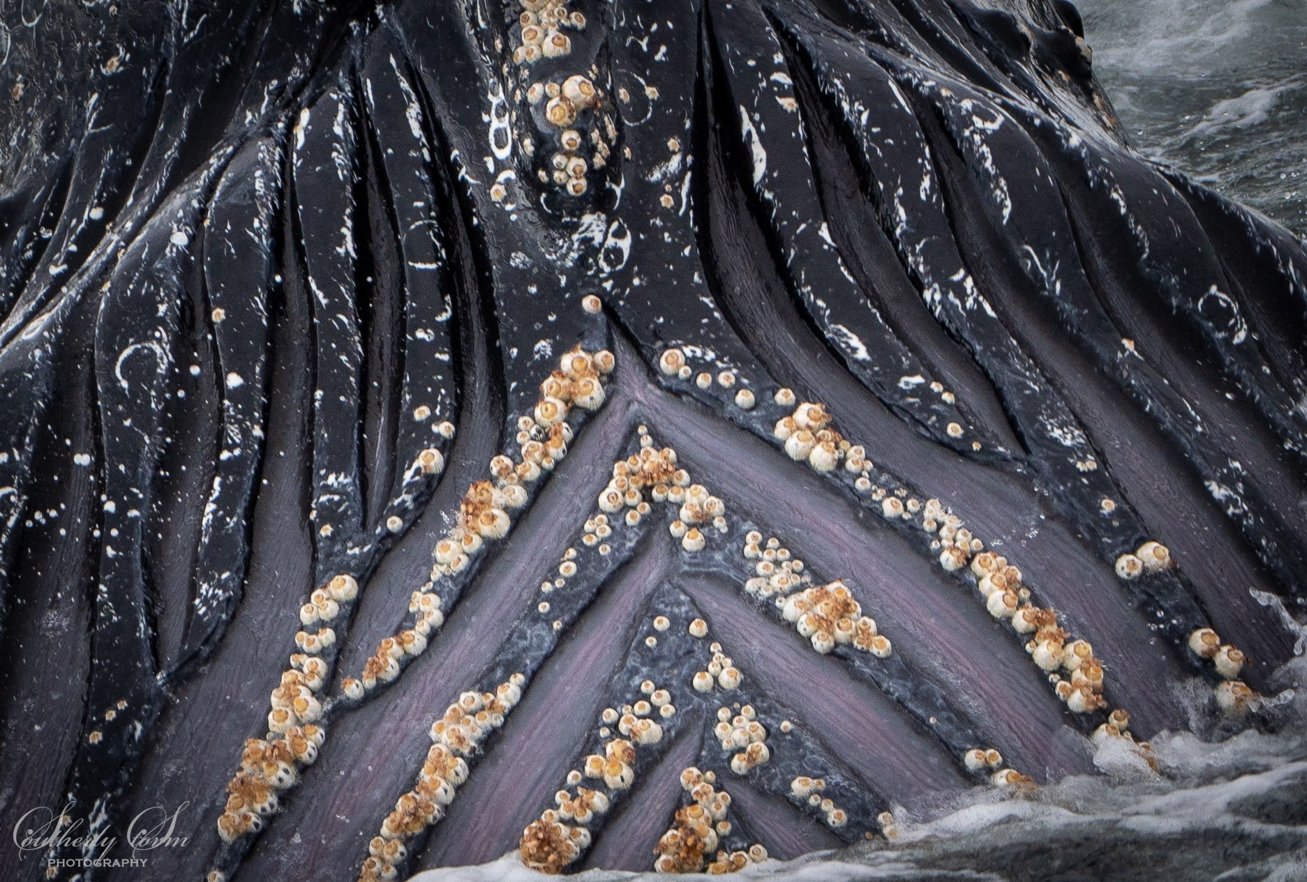 Whale texture