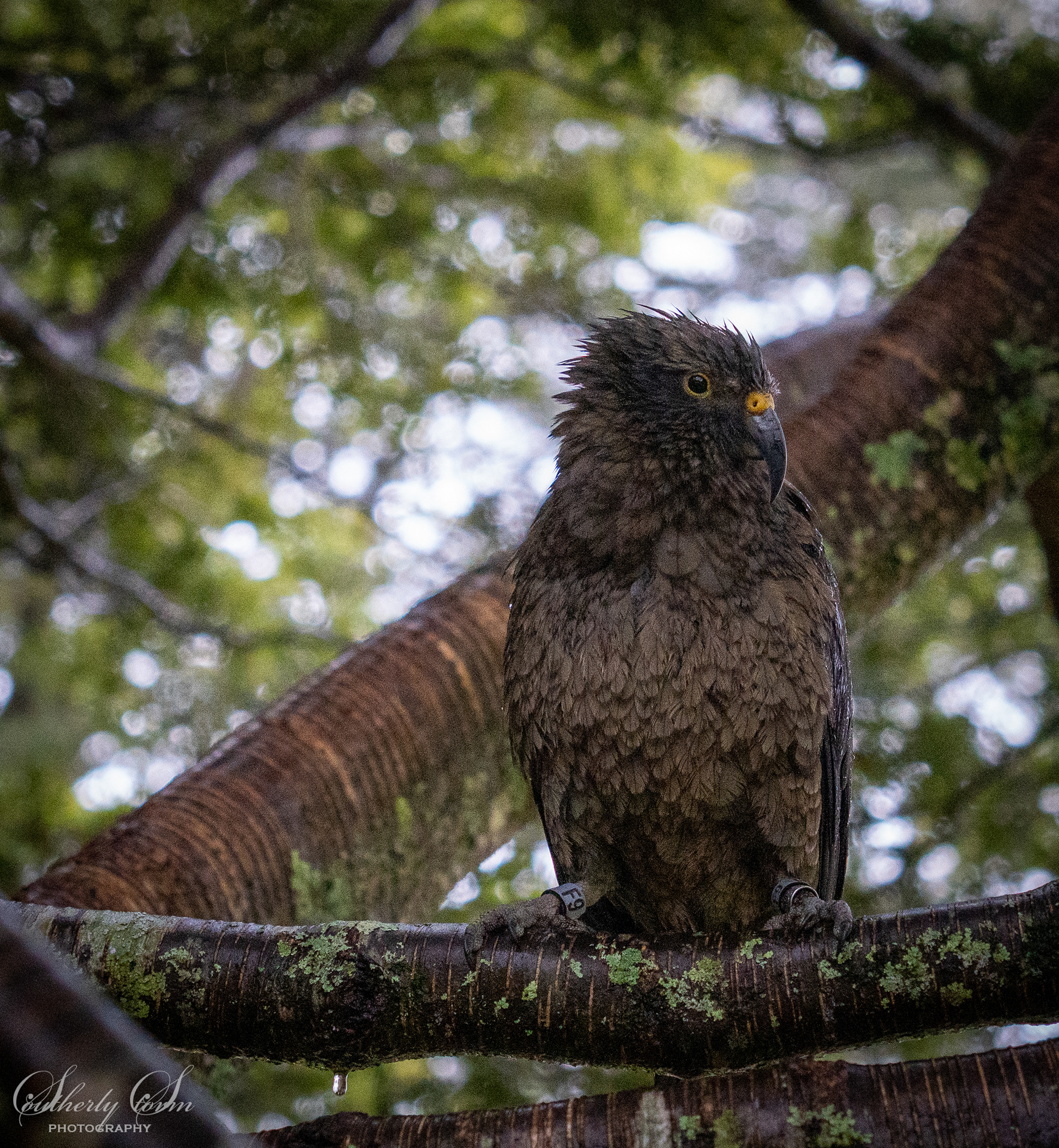 handsome juvenile kea - and he knows it