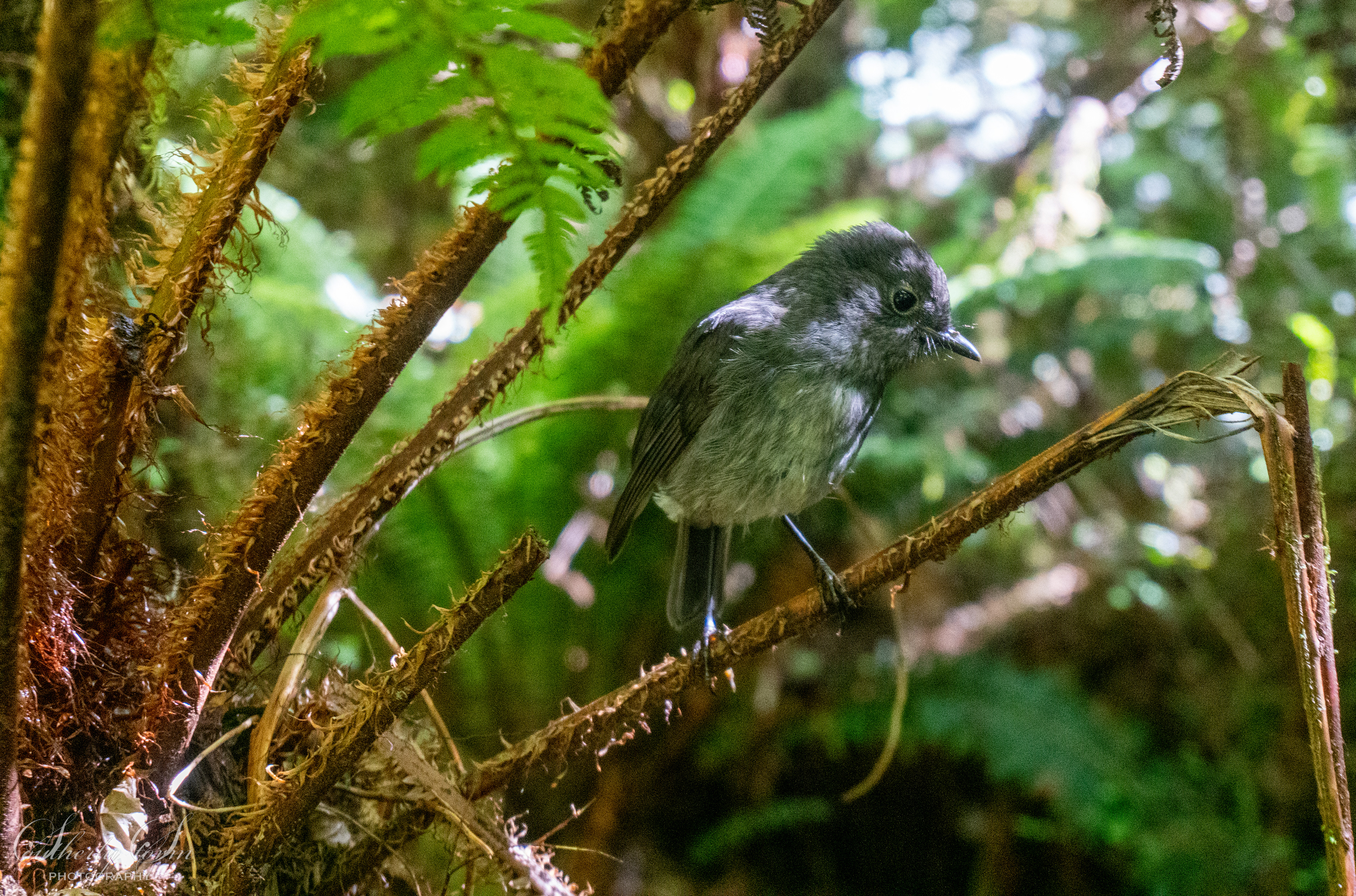 South Island Robin