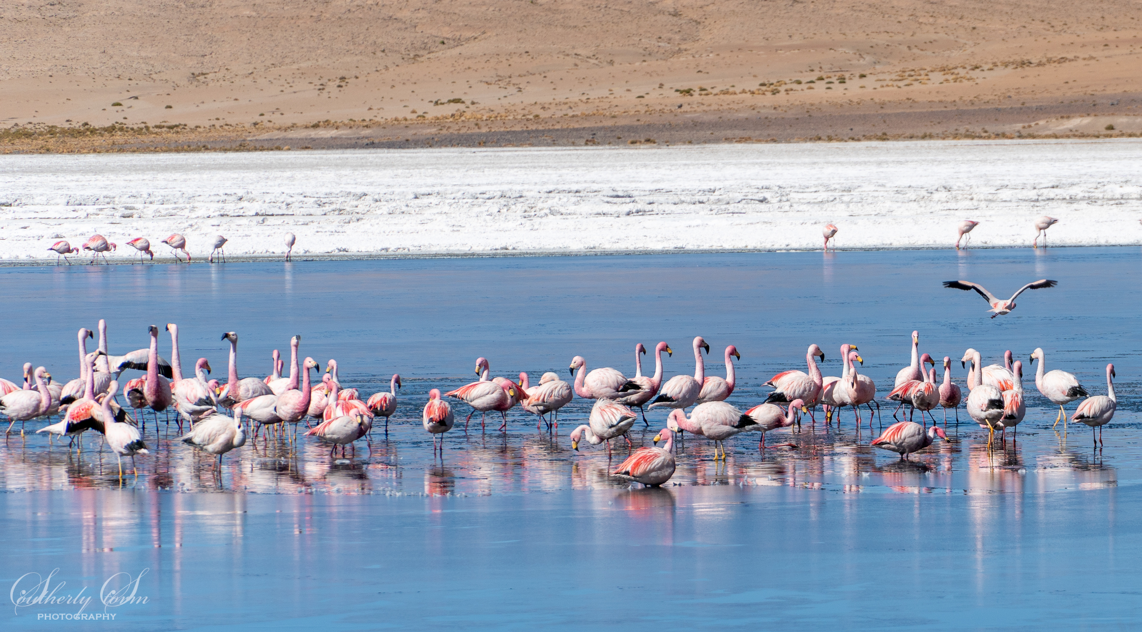 Flamingoes in a lake