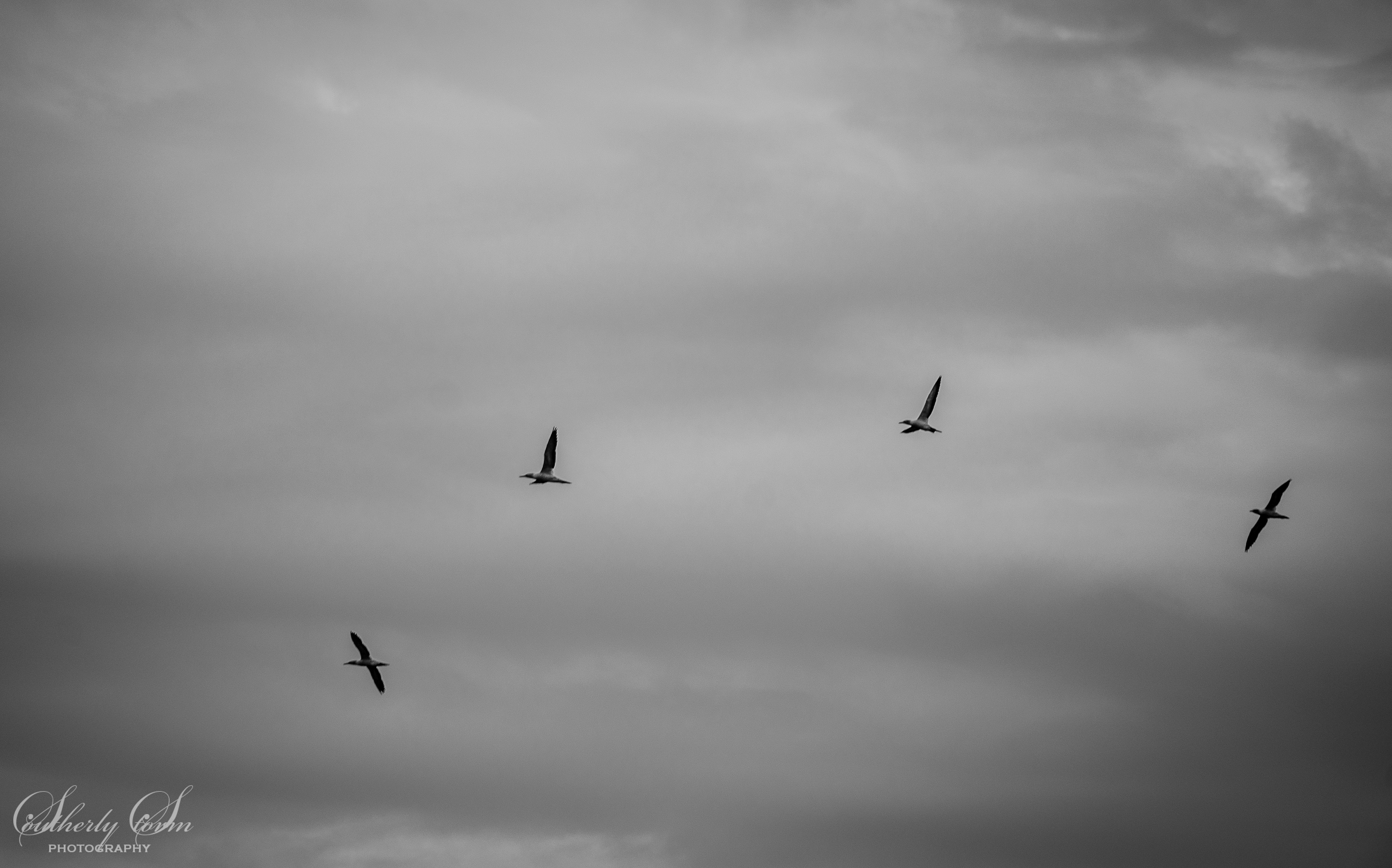 Four black and white birds arch across the sky at Whakaari