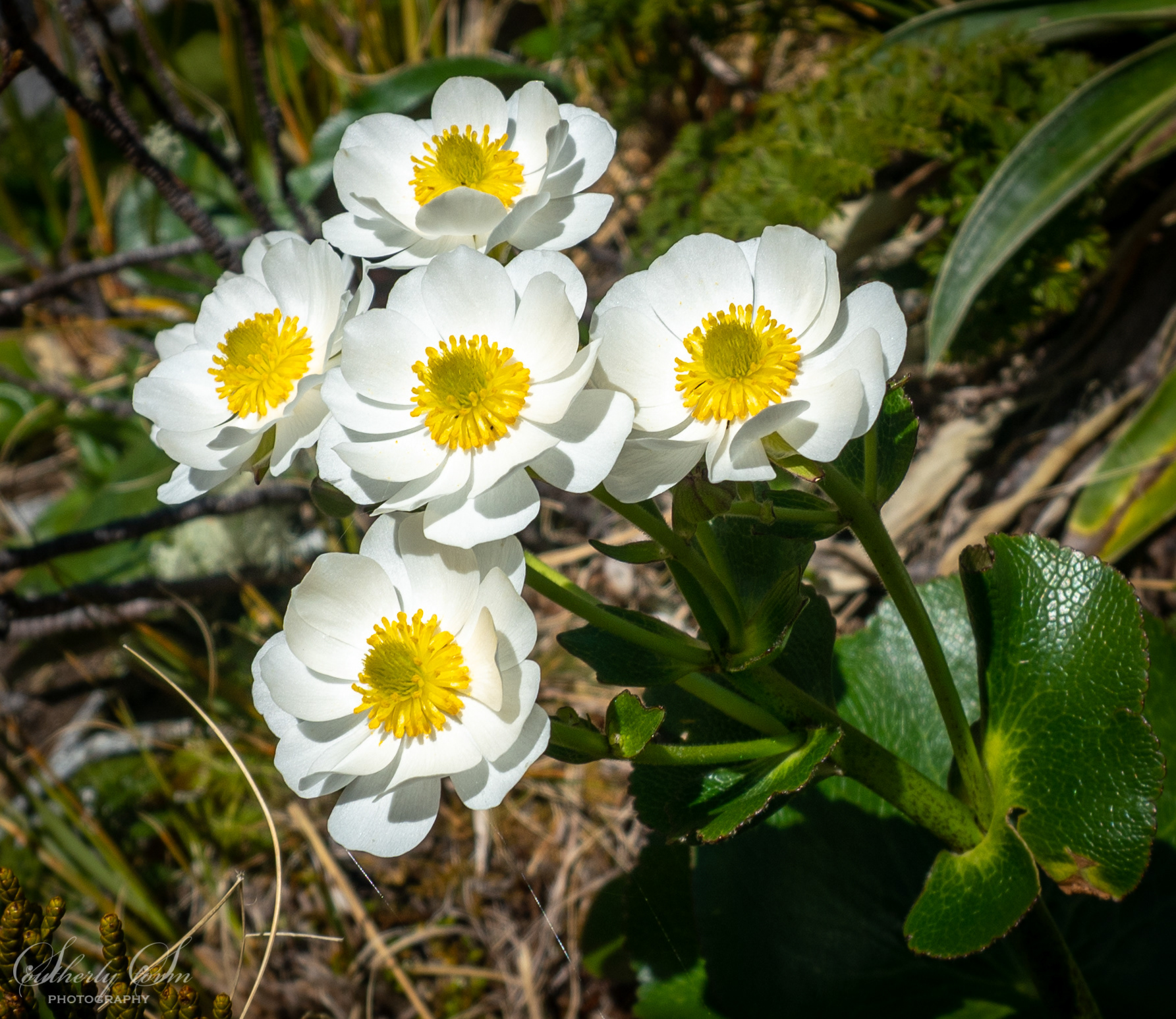 Mt Cook Lillies