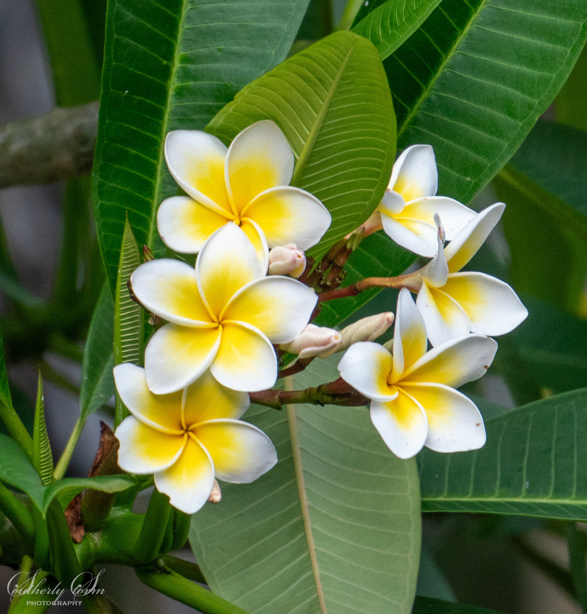 White and yellow flowers