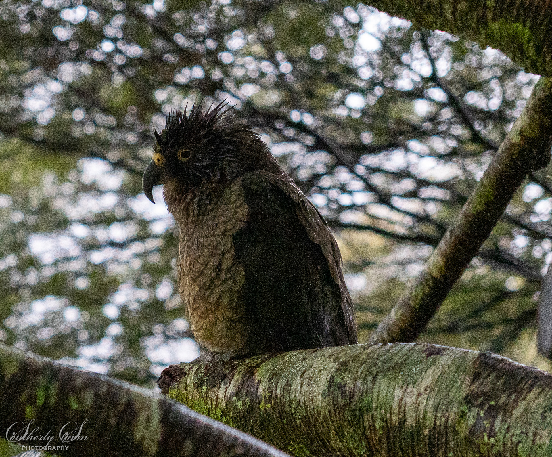 Juvenile wet kea in a a tree