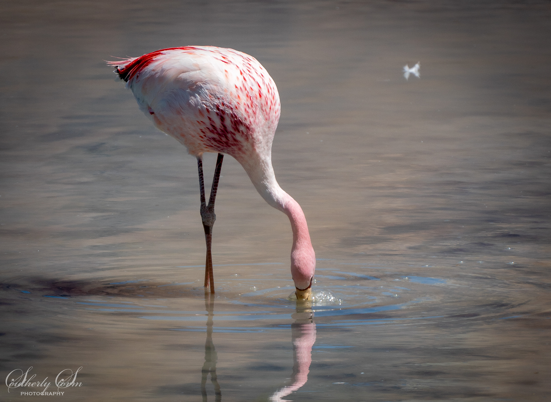 Flamingo