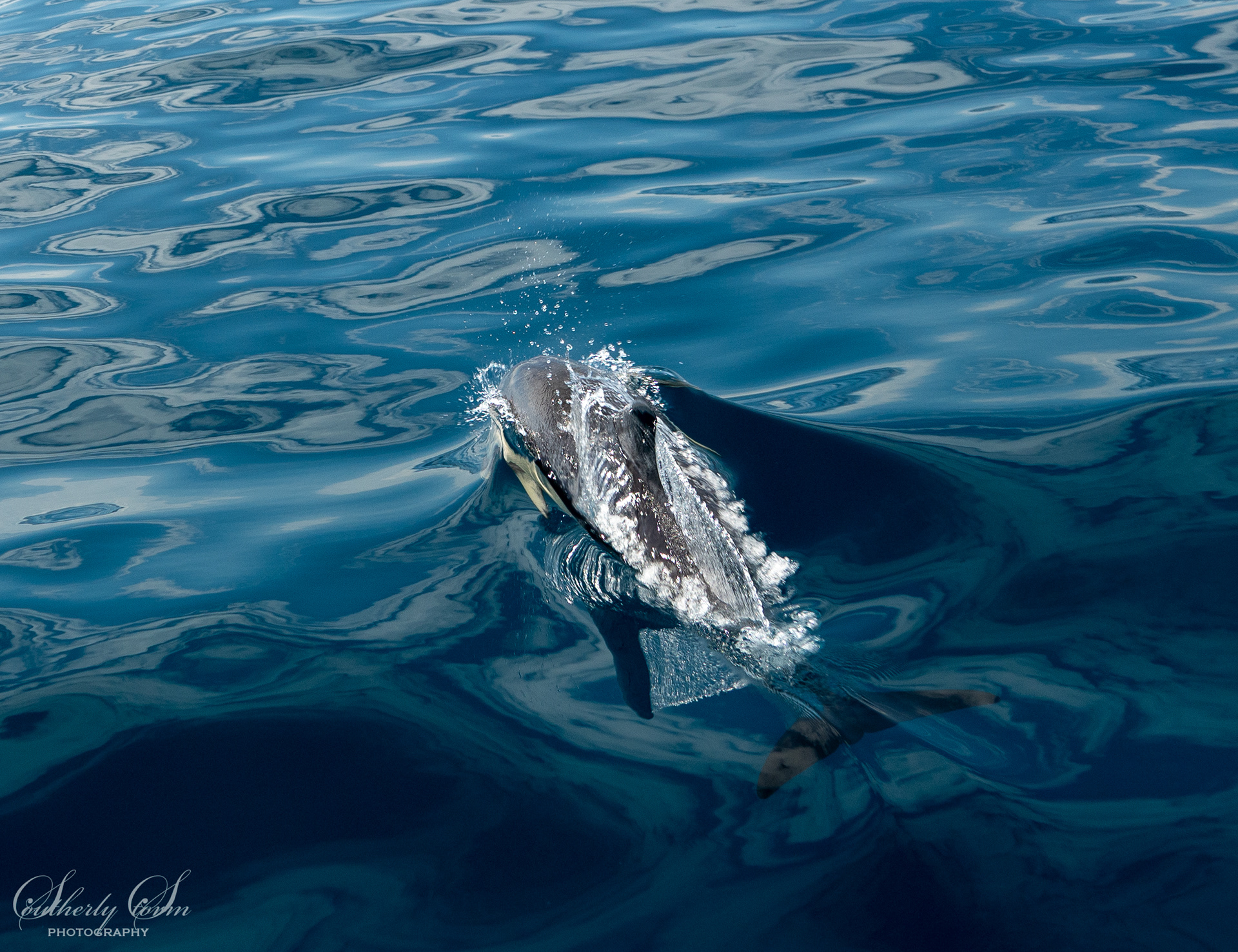 Common dolphin at the surface
