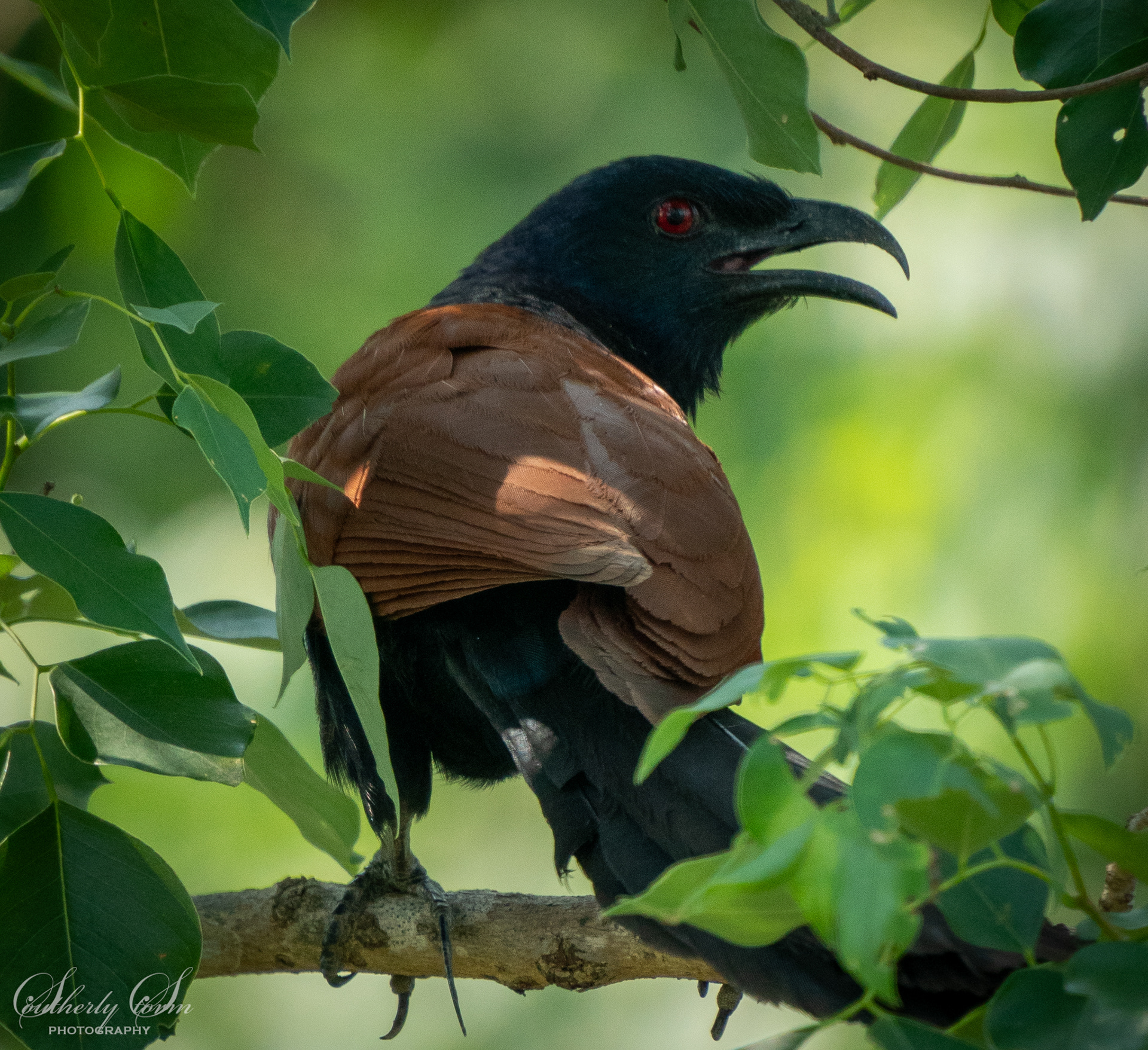 Brown and black bird