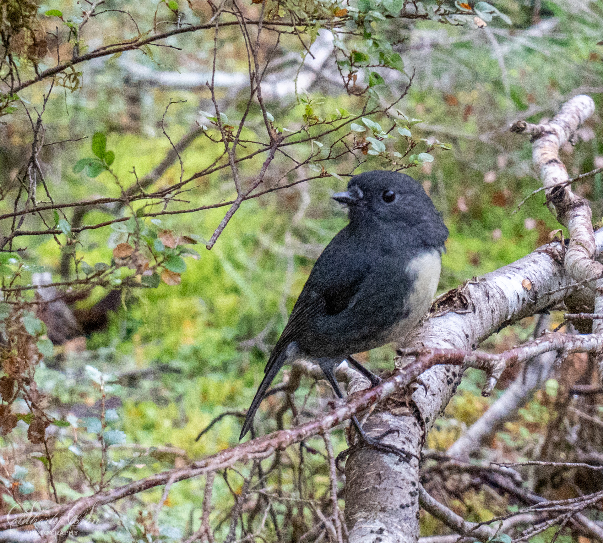 South Island Robin