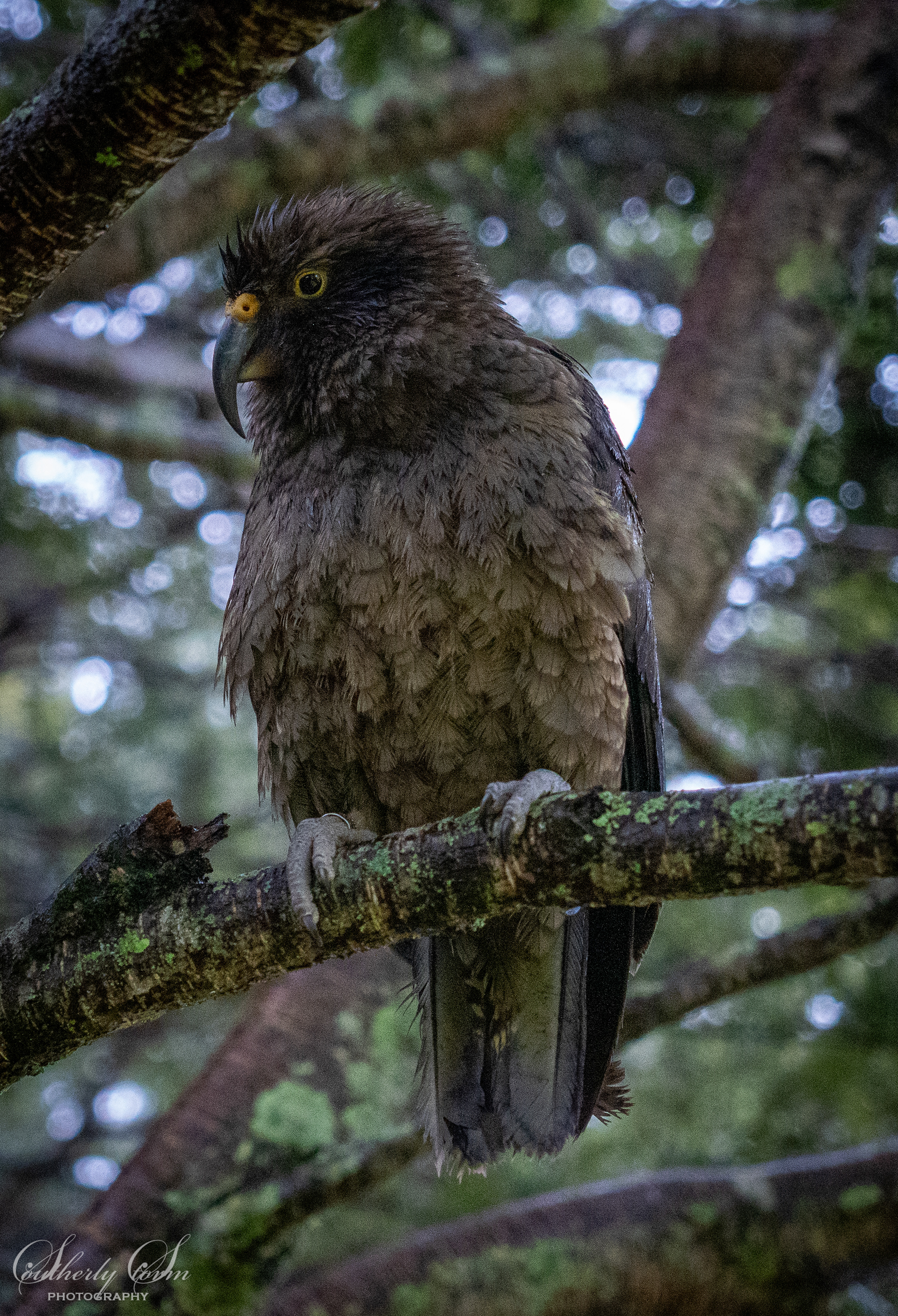 Handsome kea in a tree