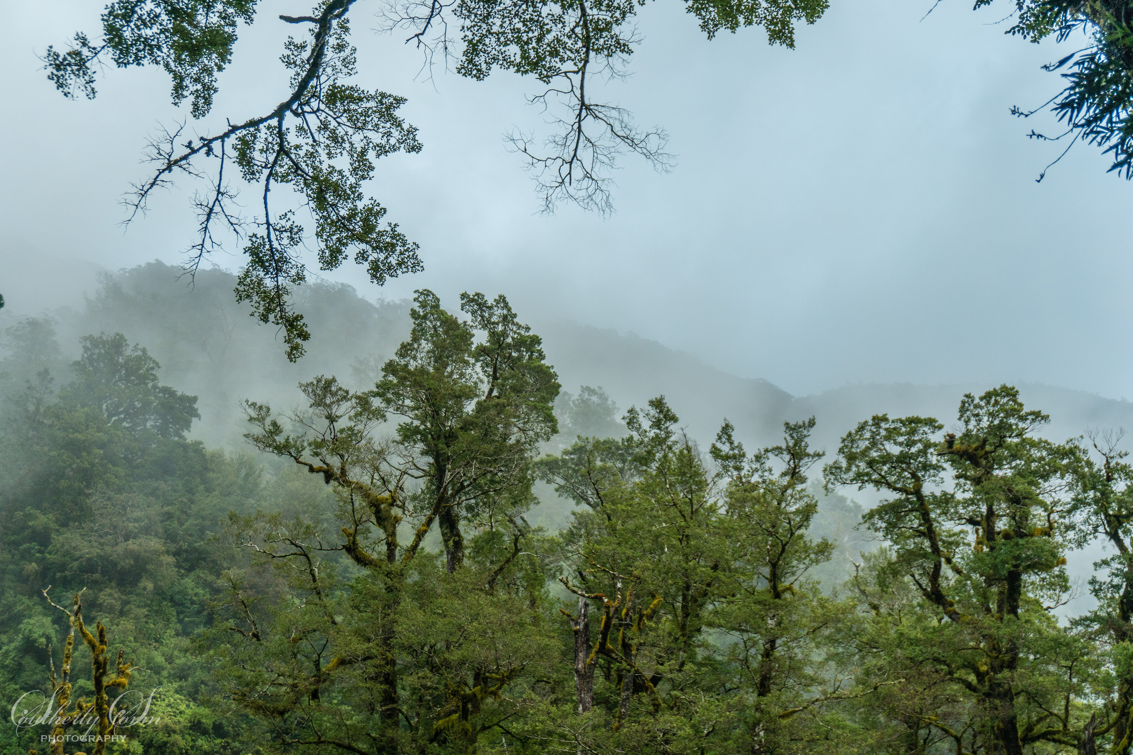 Misty Fiordland Forest