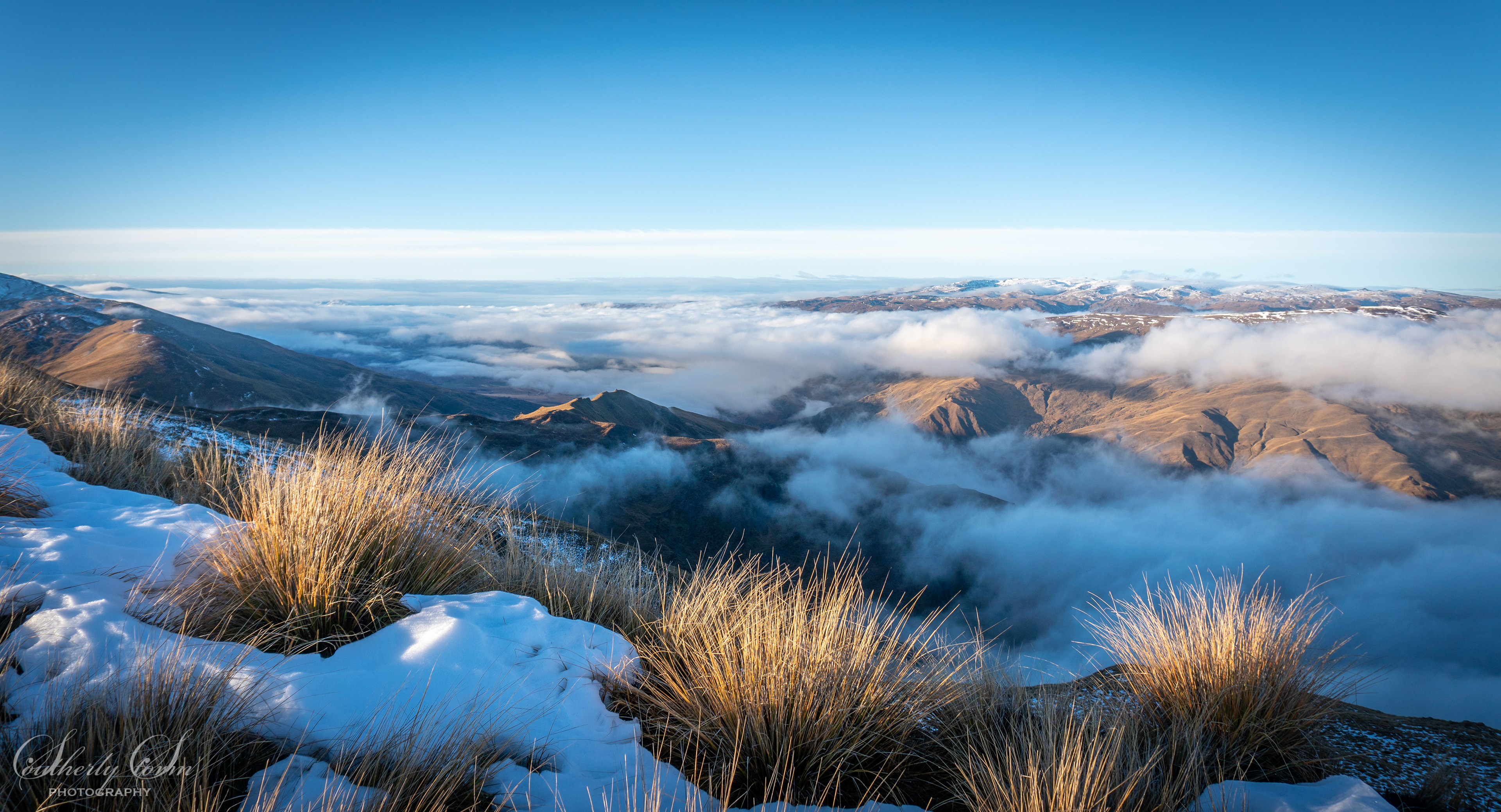 Sun catching in the tussock bushes amongst the snow