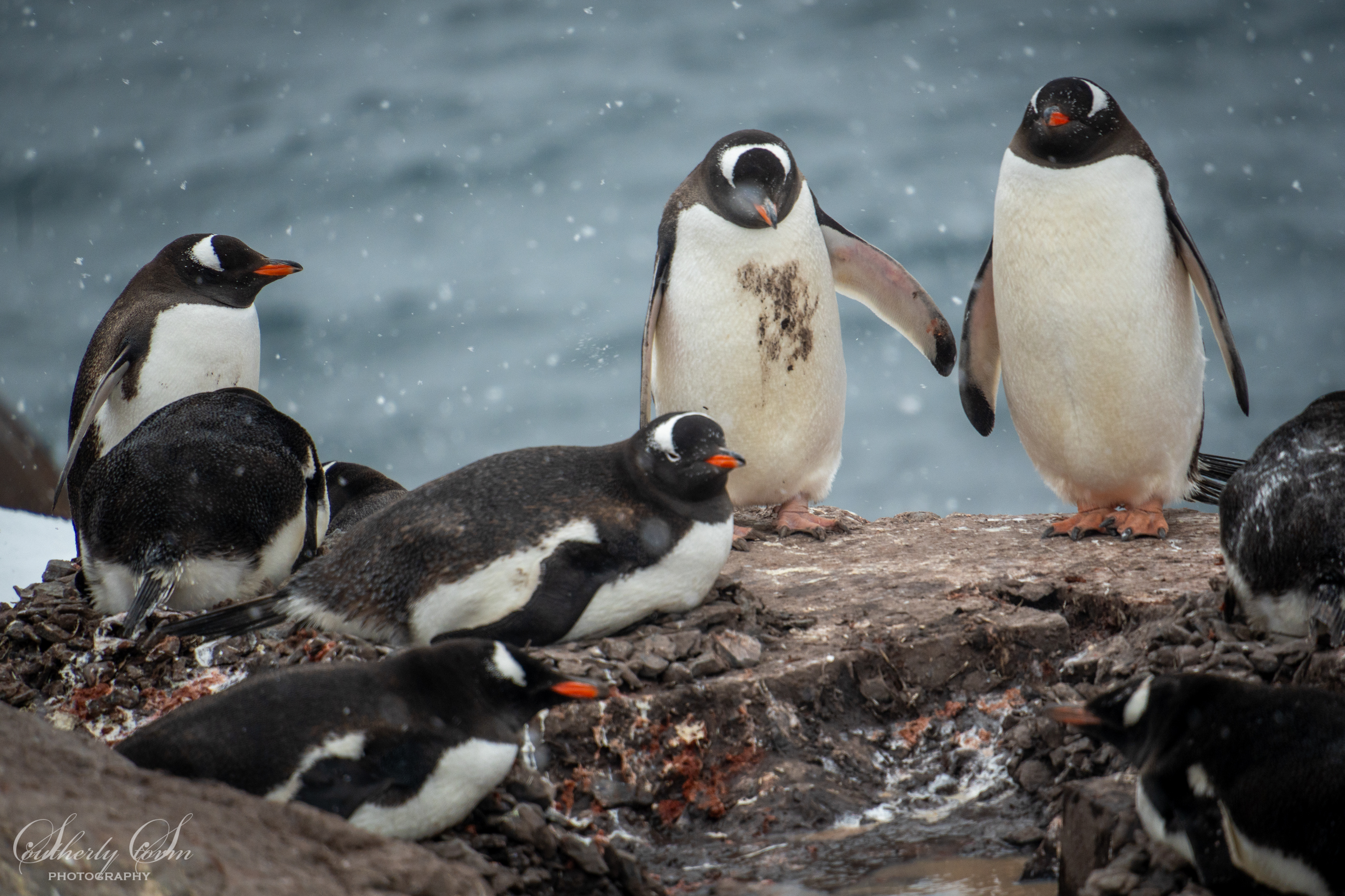 Gentoo penguins and snow