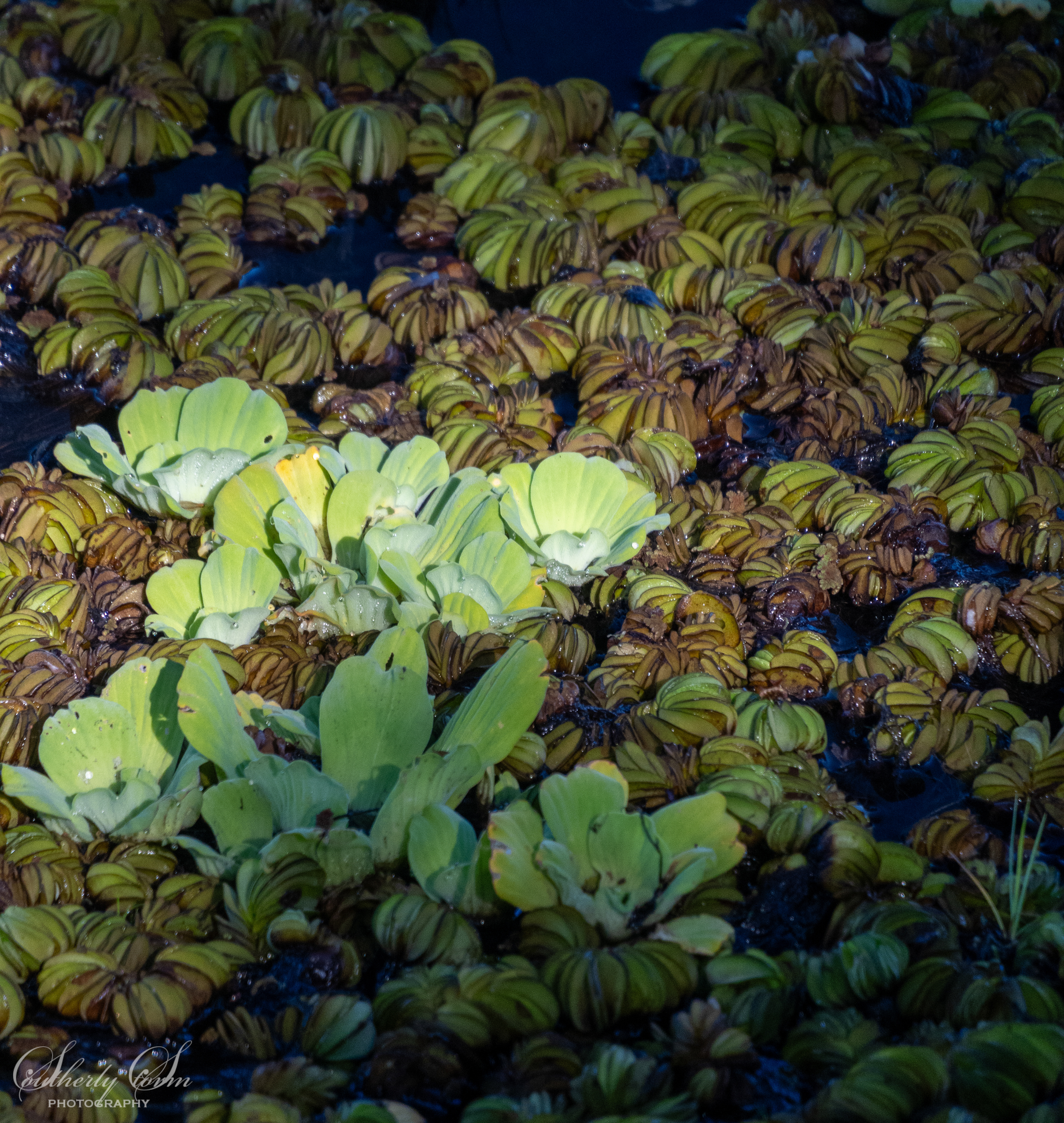 Light on water plants