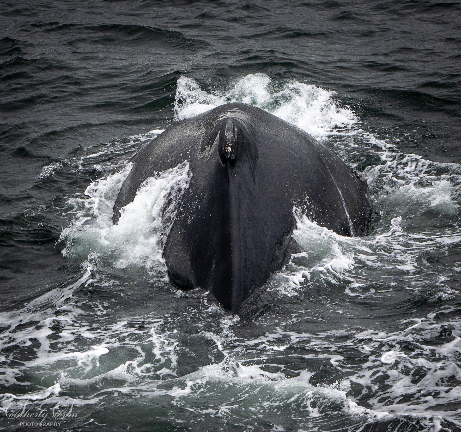 Back of a humpback whale