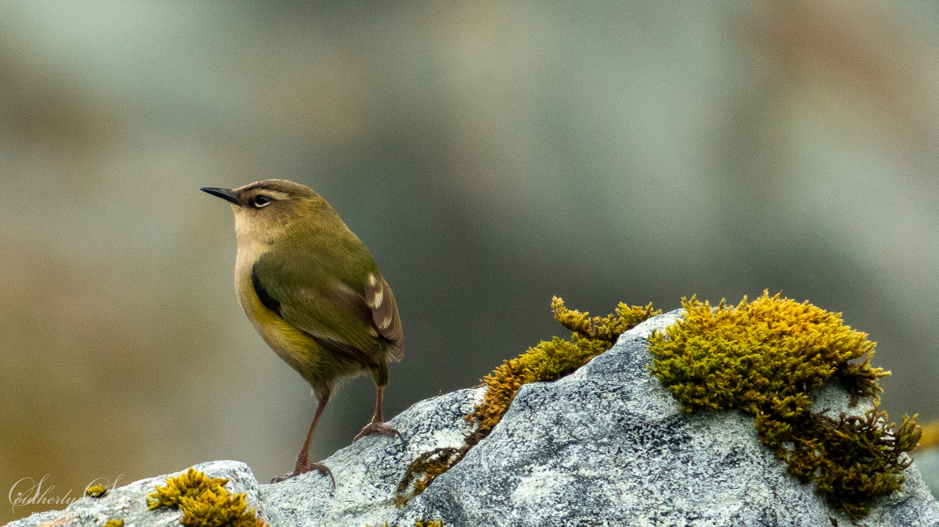 Rock Wren