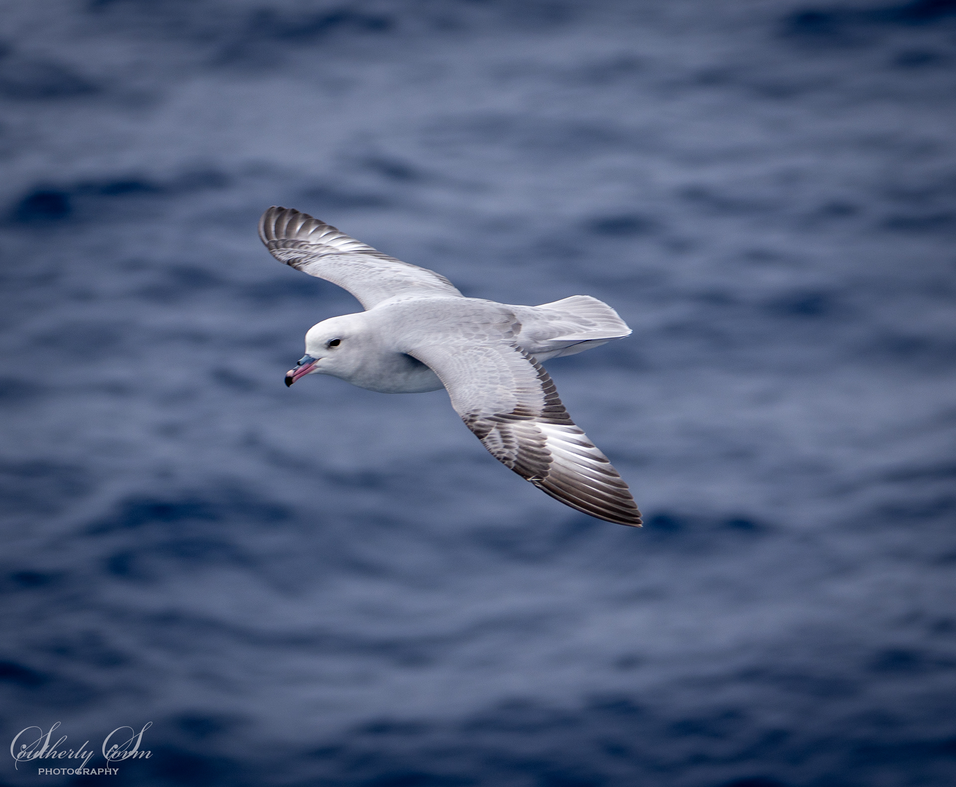 Southern Fulmar