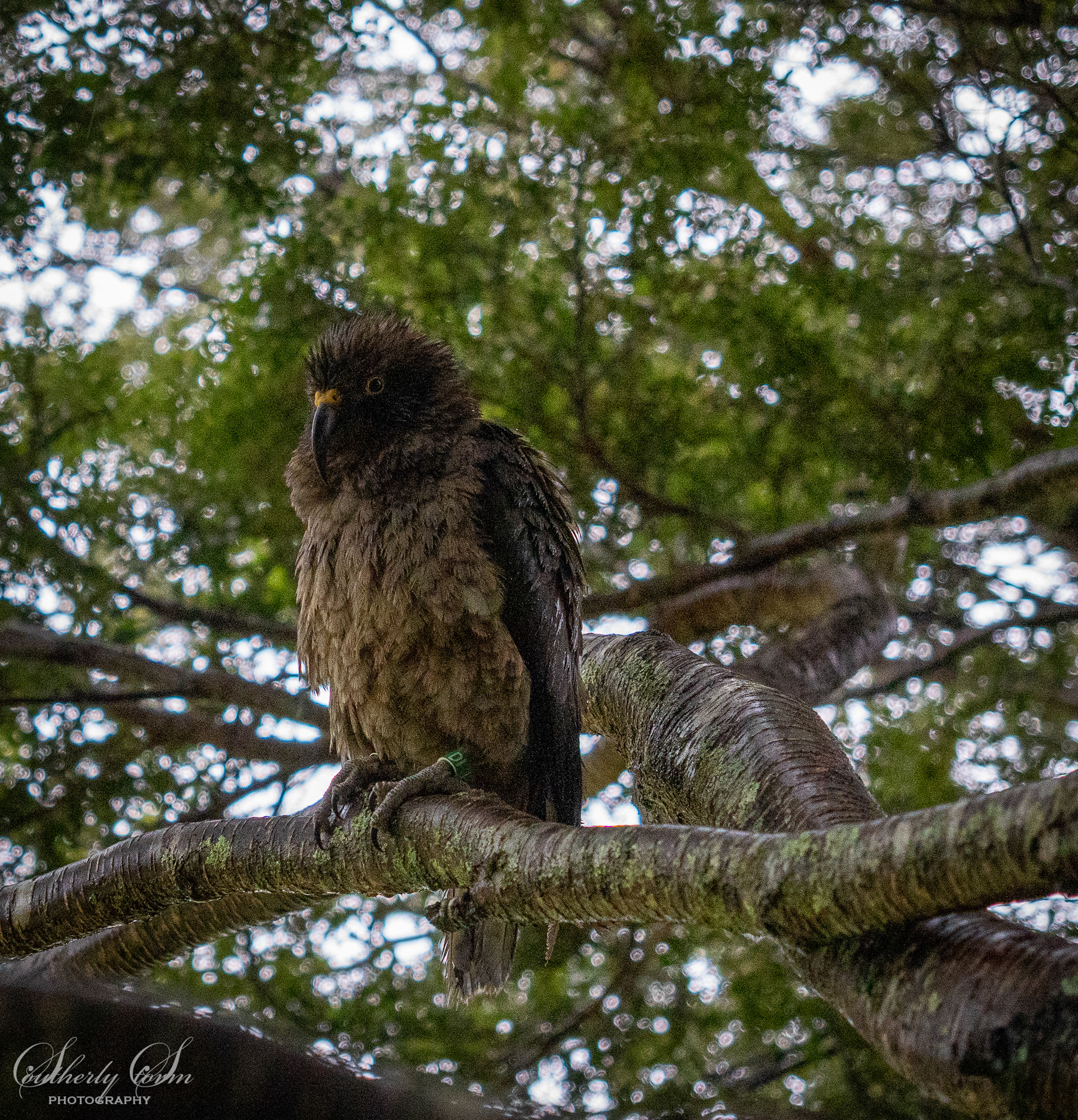 Puffy juvenile kea