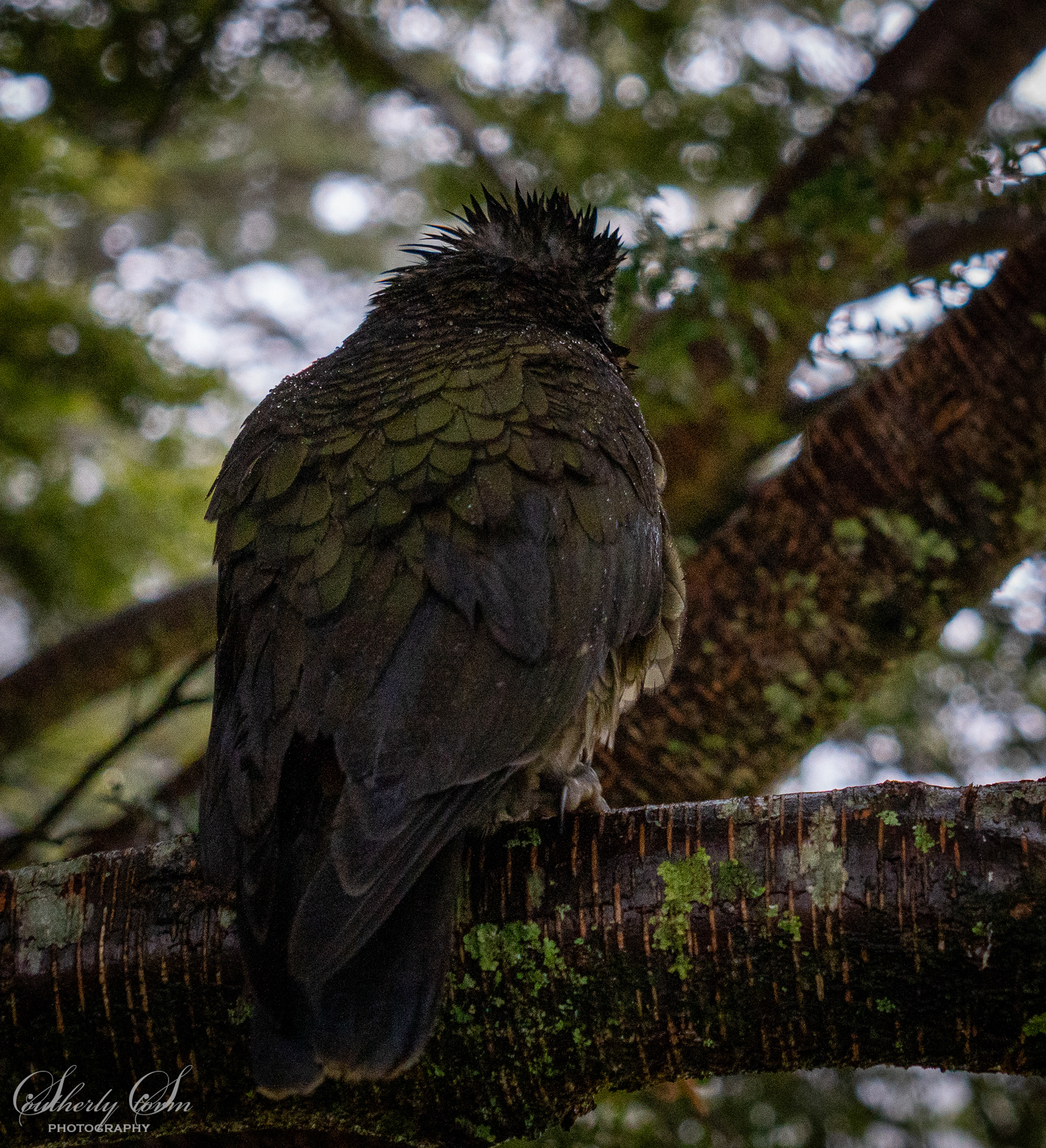Wetbacked juvenile kea