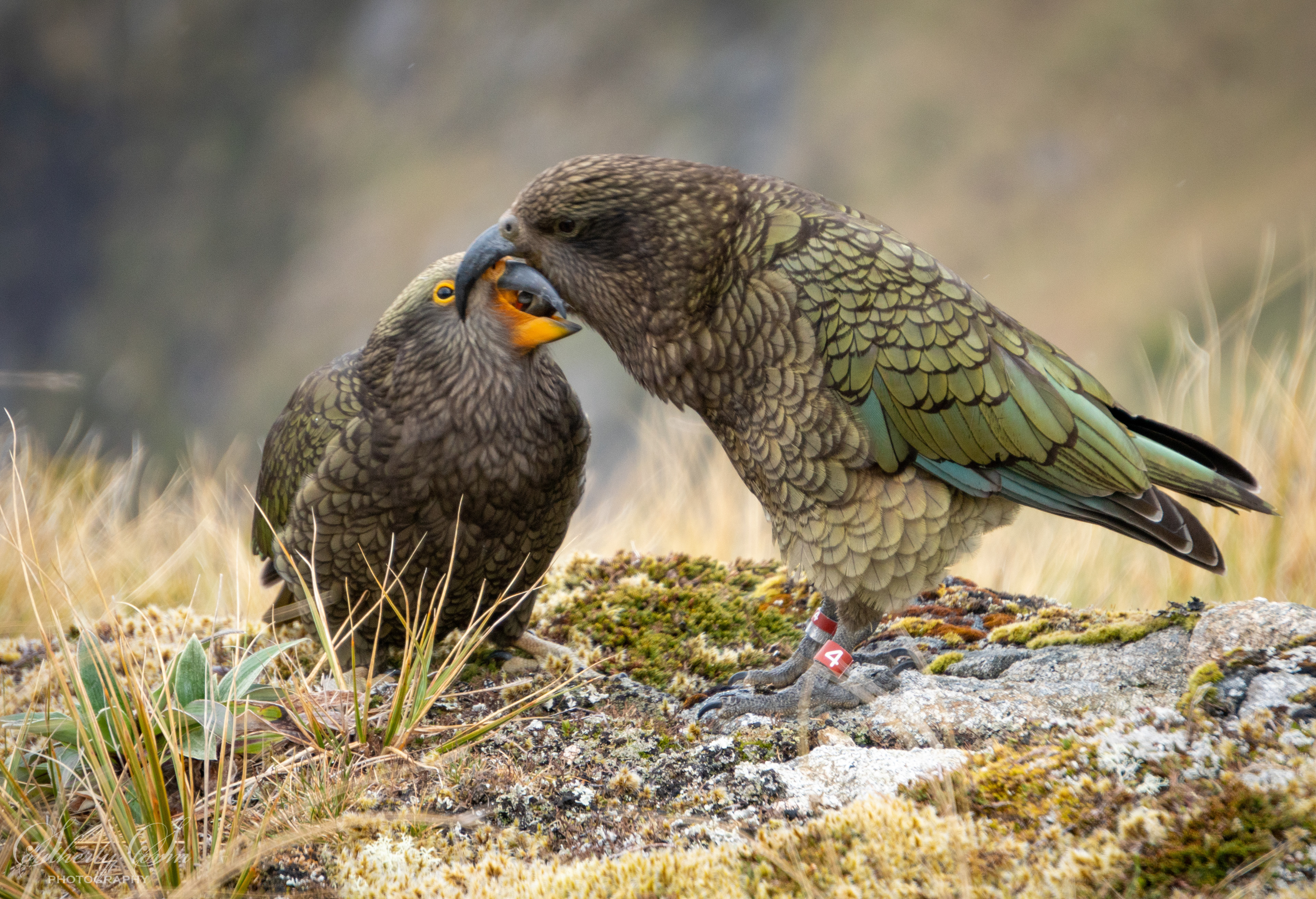 Adult male kea, feeding fledgling kea