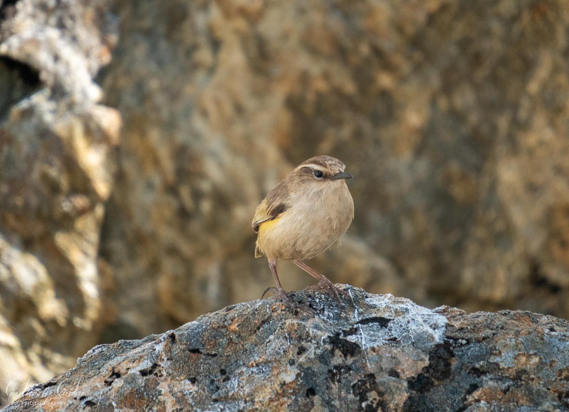 Rock Wren (female)