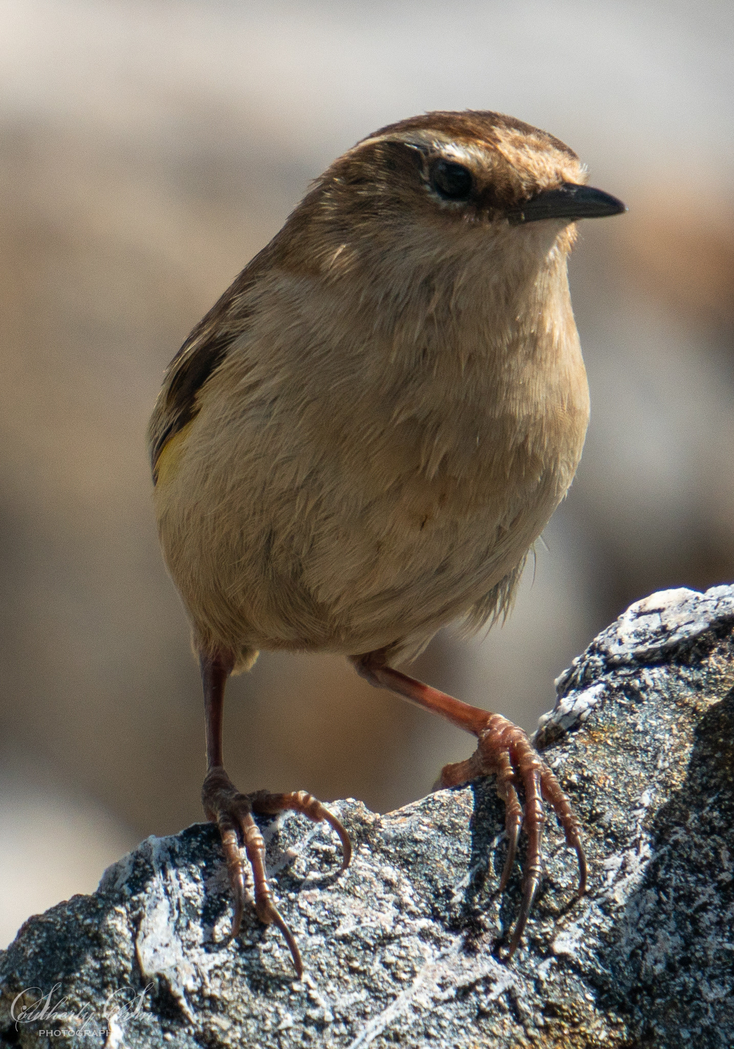 Rock Wren