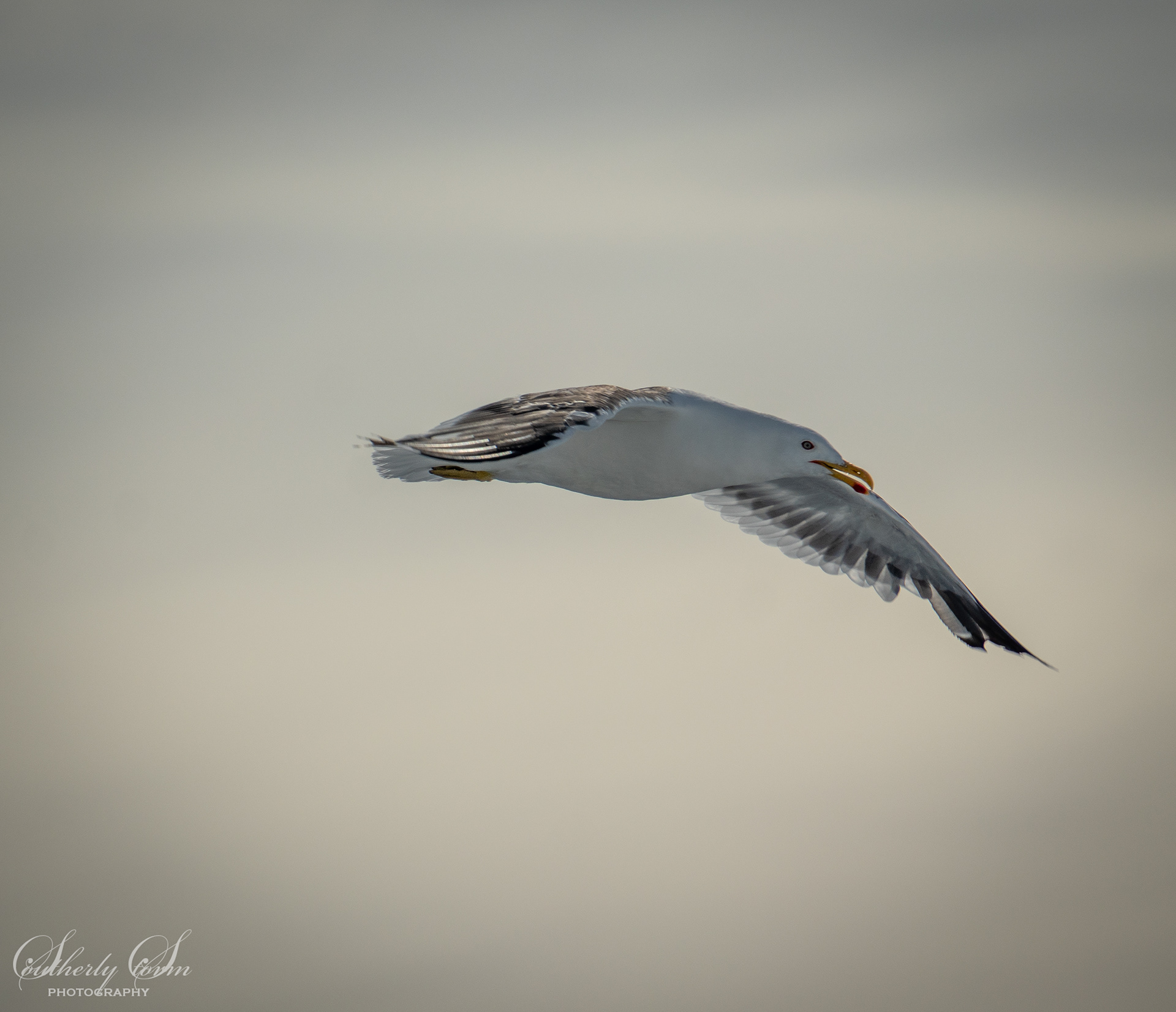 Kelp Gull in flight