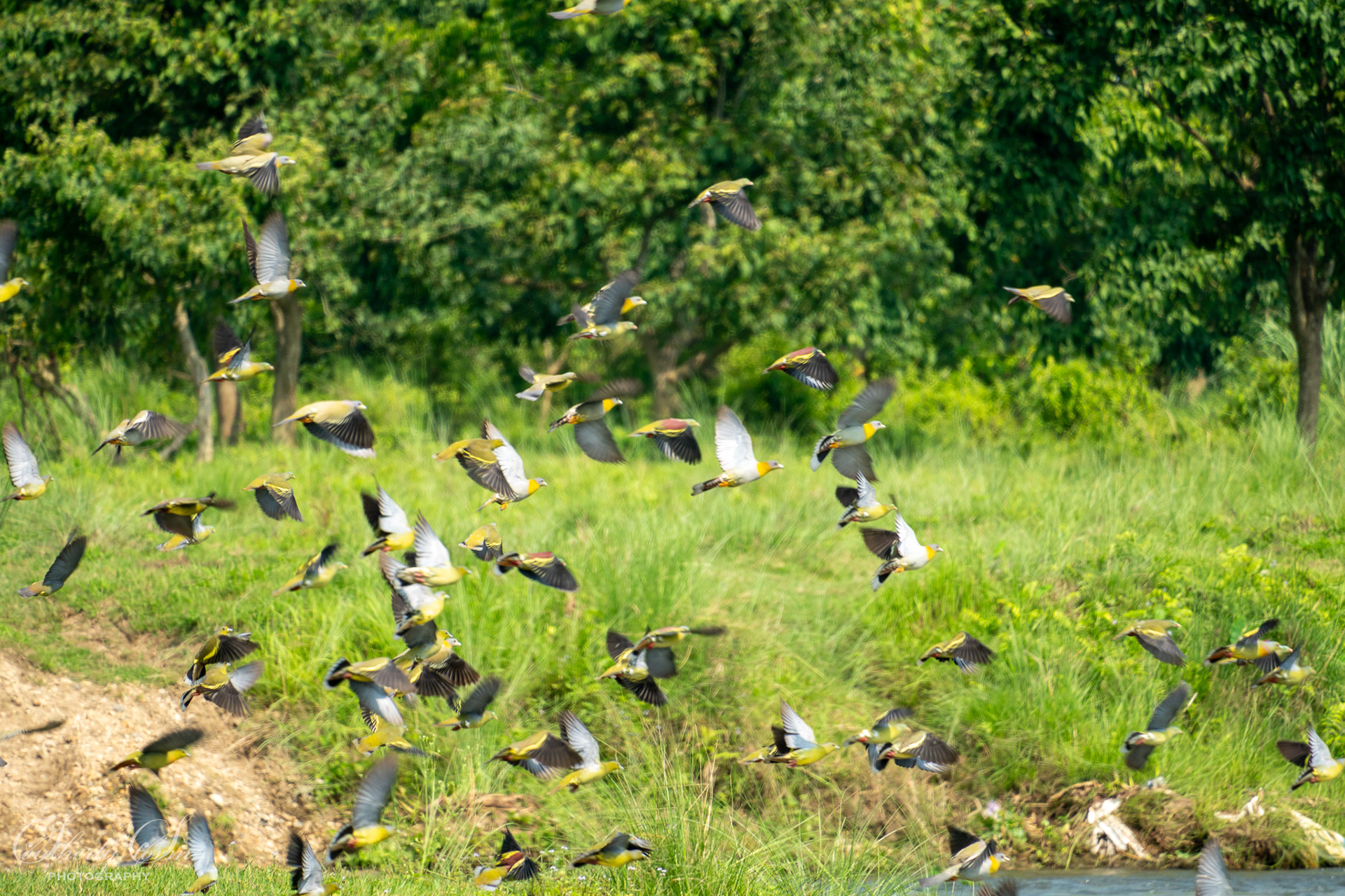 Birds in flight