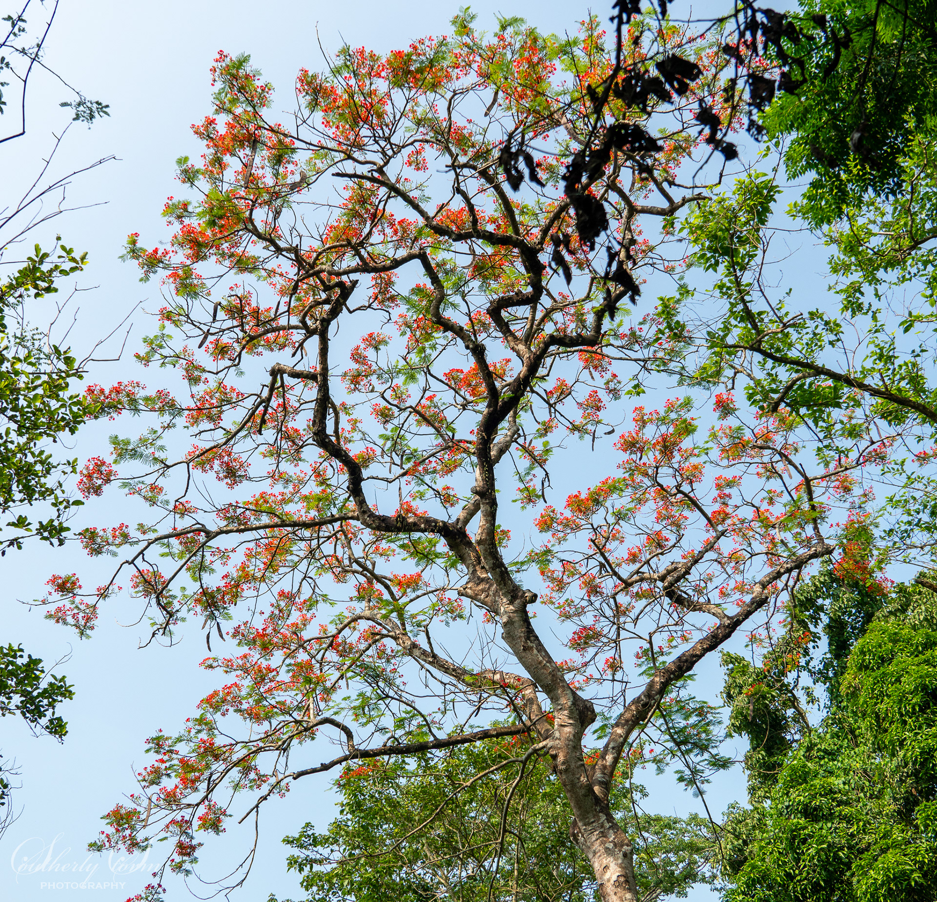 Red flowers on a tree