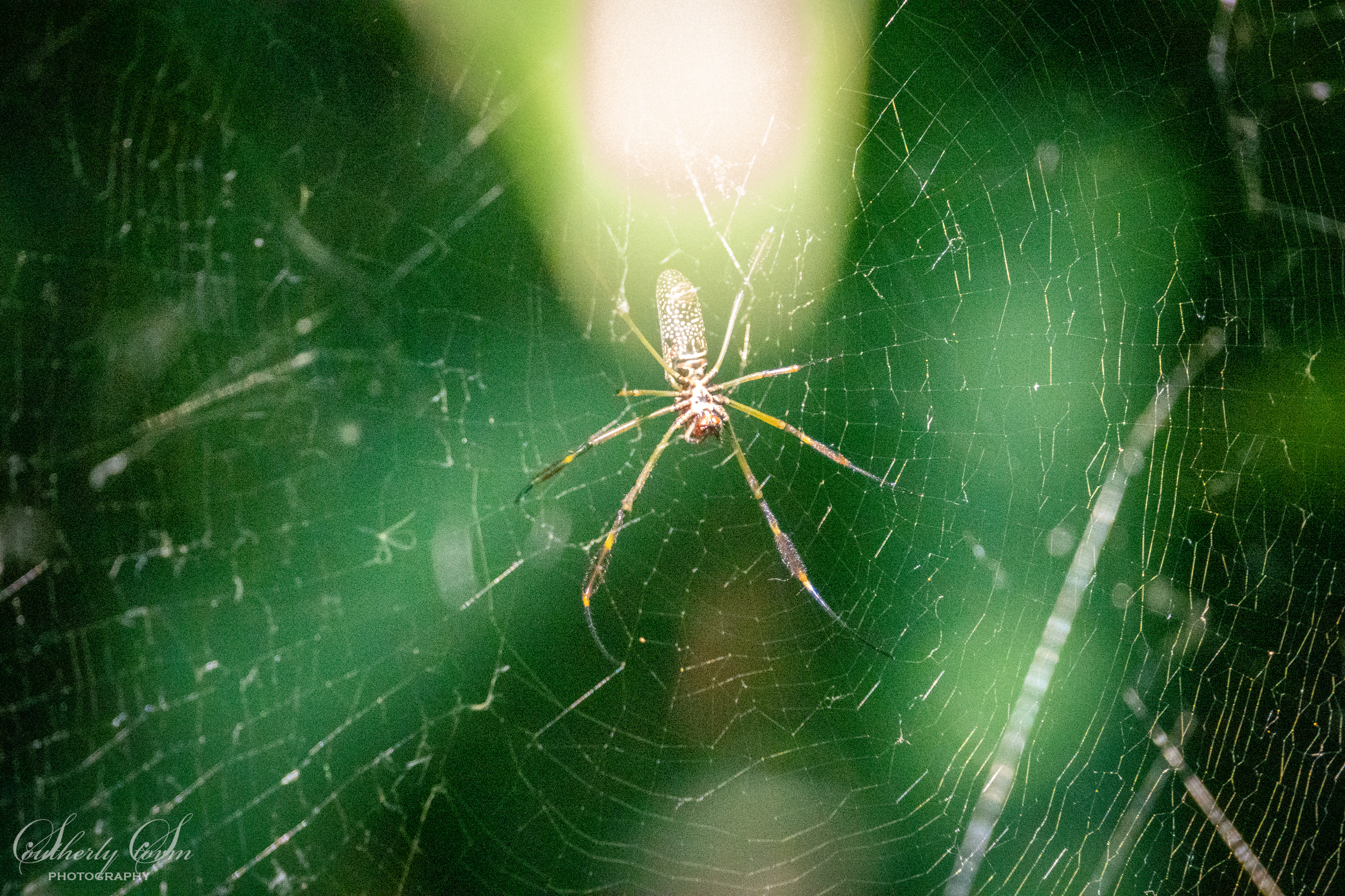 Spider in Buenos Aires