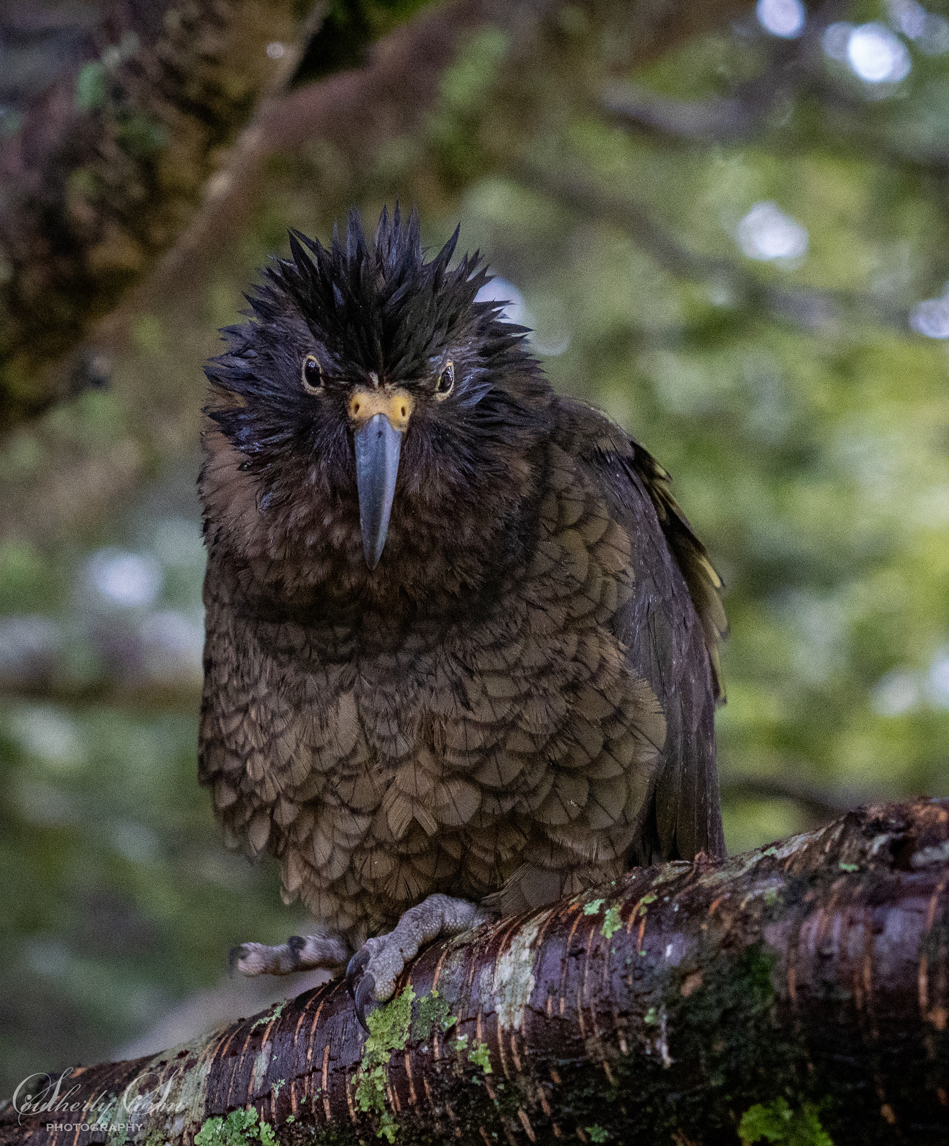 Spikey haired juvenile kea