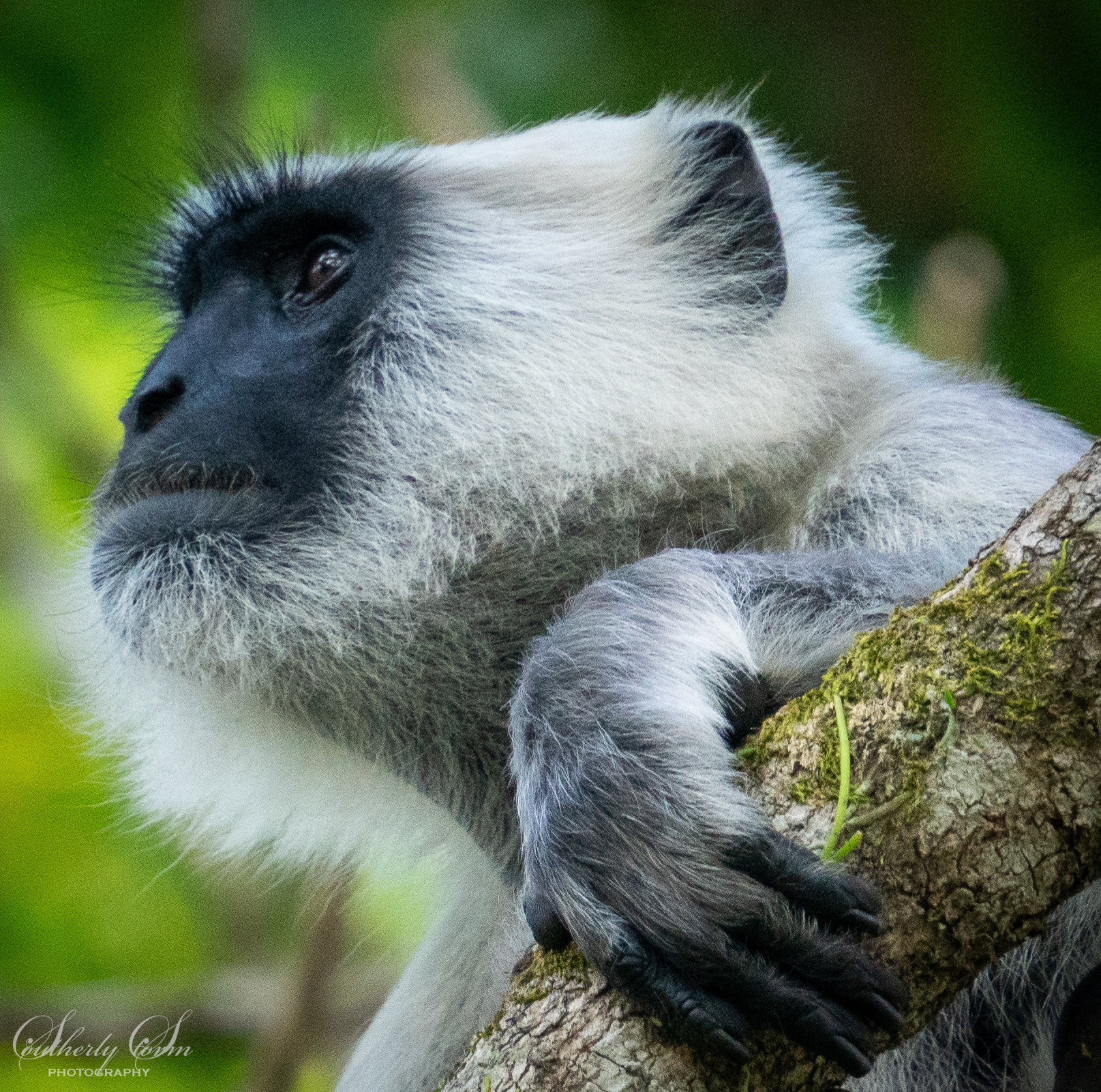 Monkey staring off into the distance