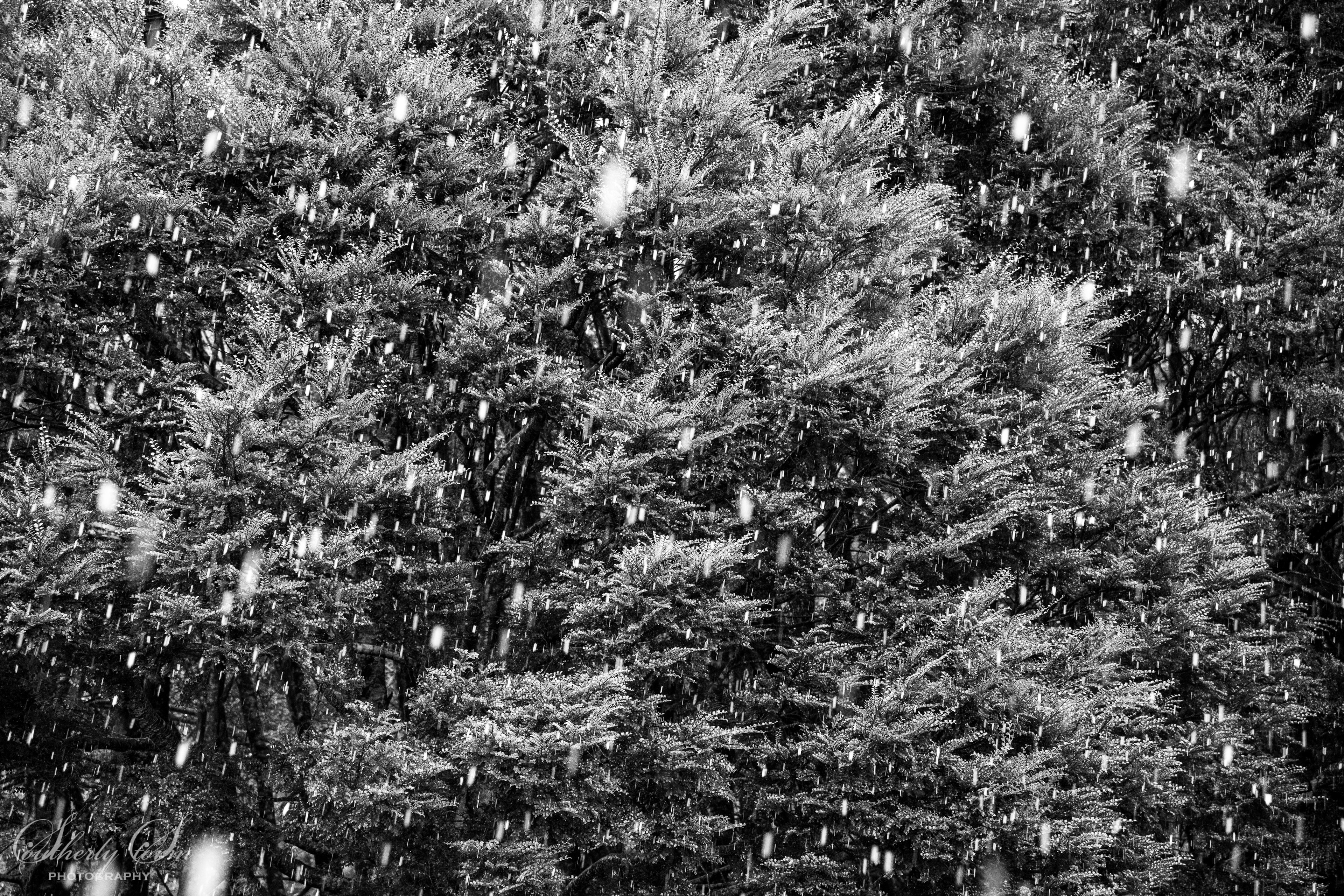 Snowflakes in beech trees