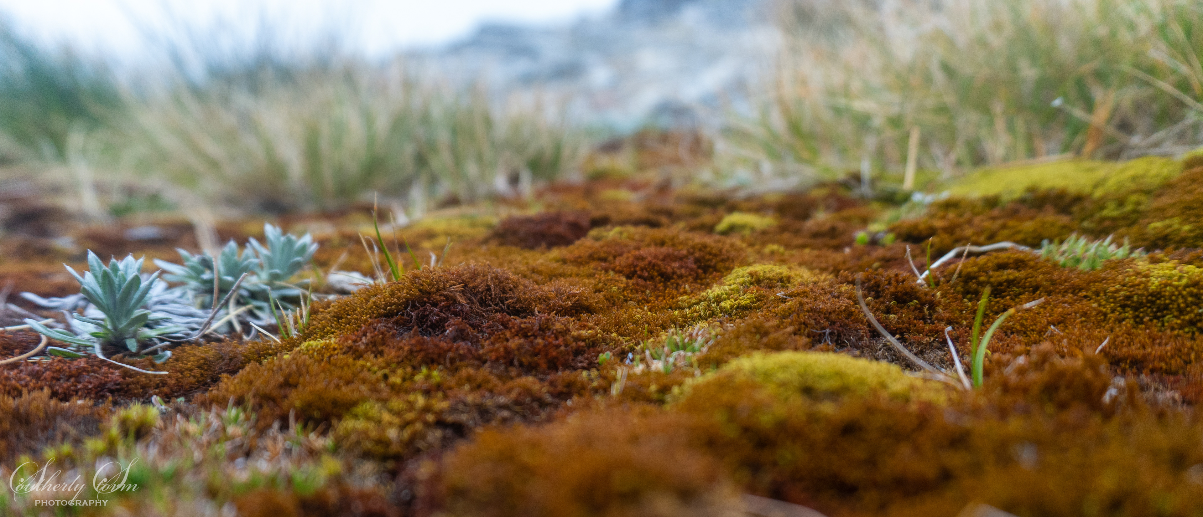 Close up of multi-coloured moss