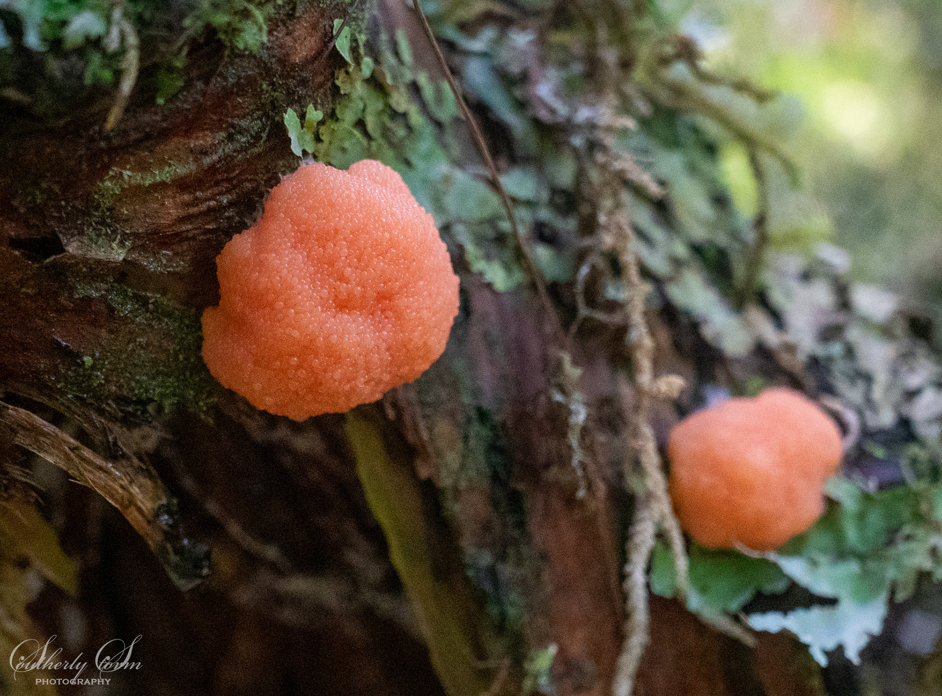 Orange Fungi
