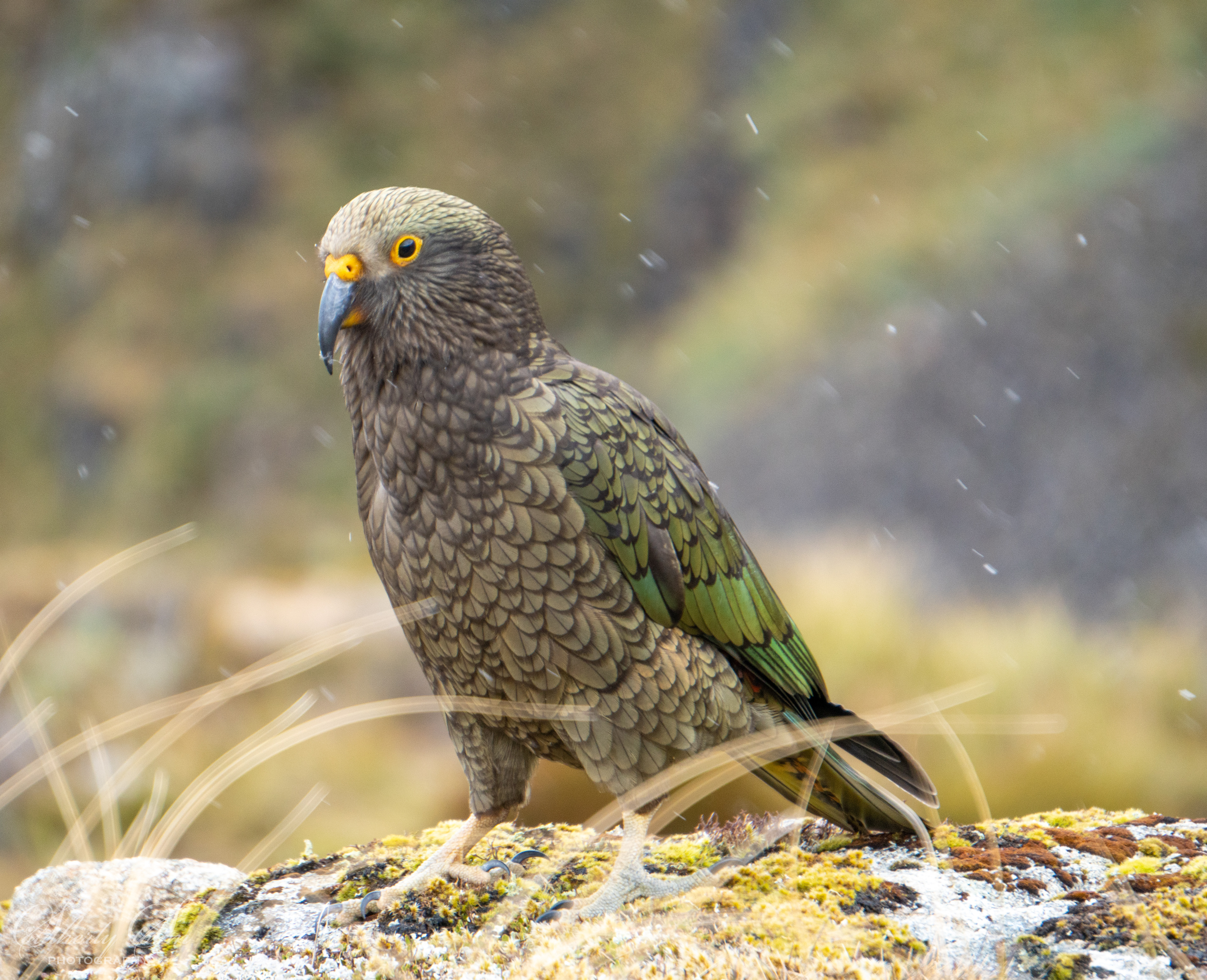 Handsome fledgling kea