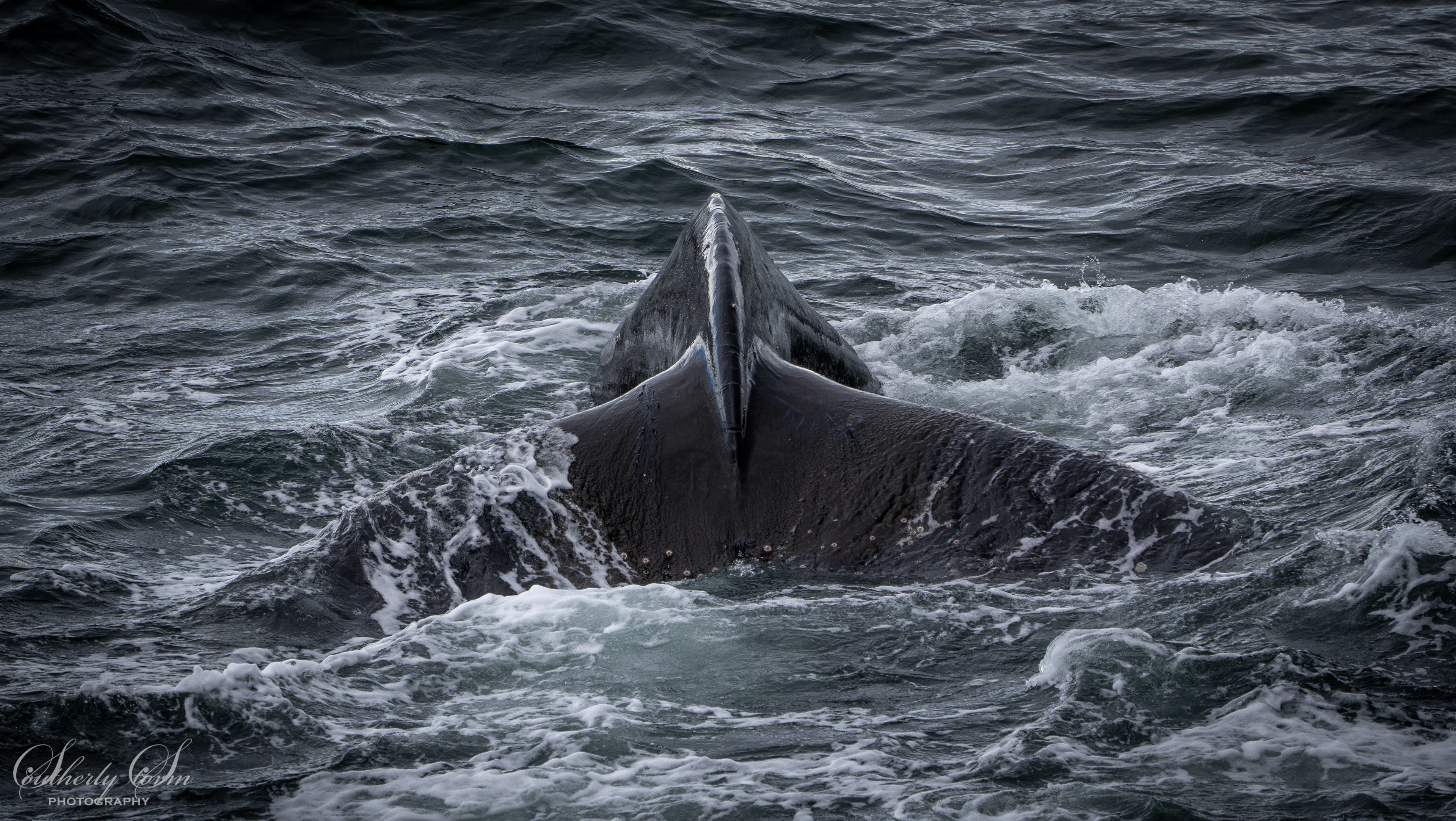 Whale tail