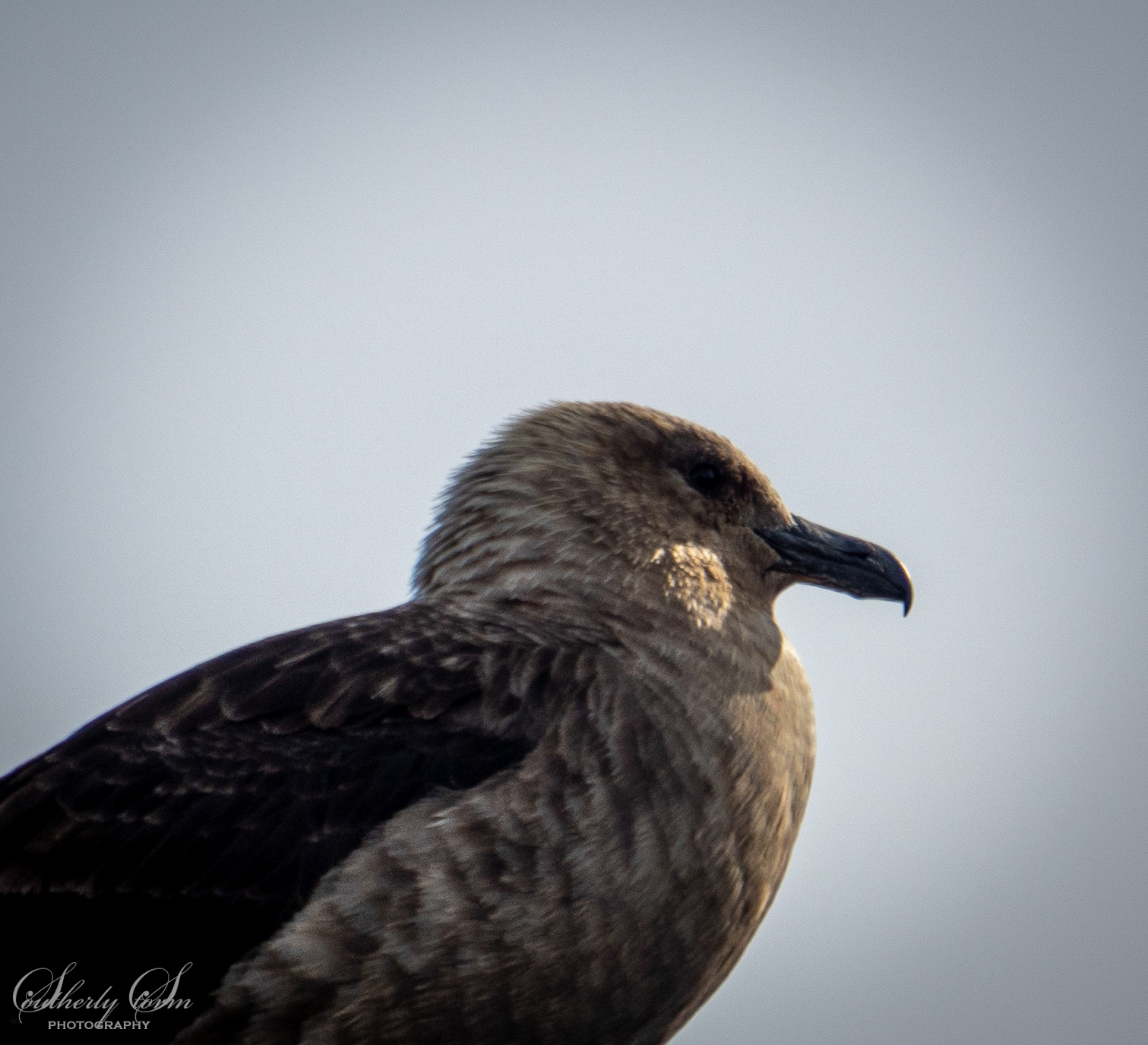 Skua close up