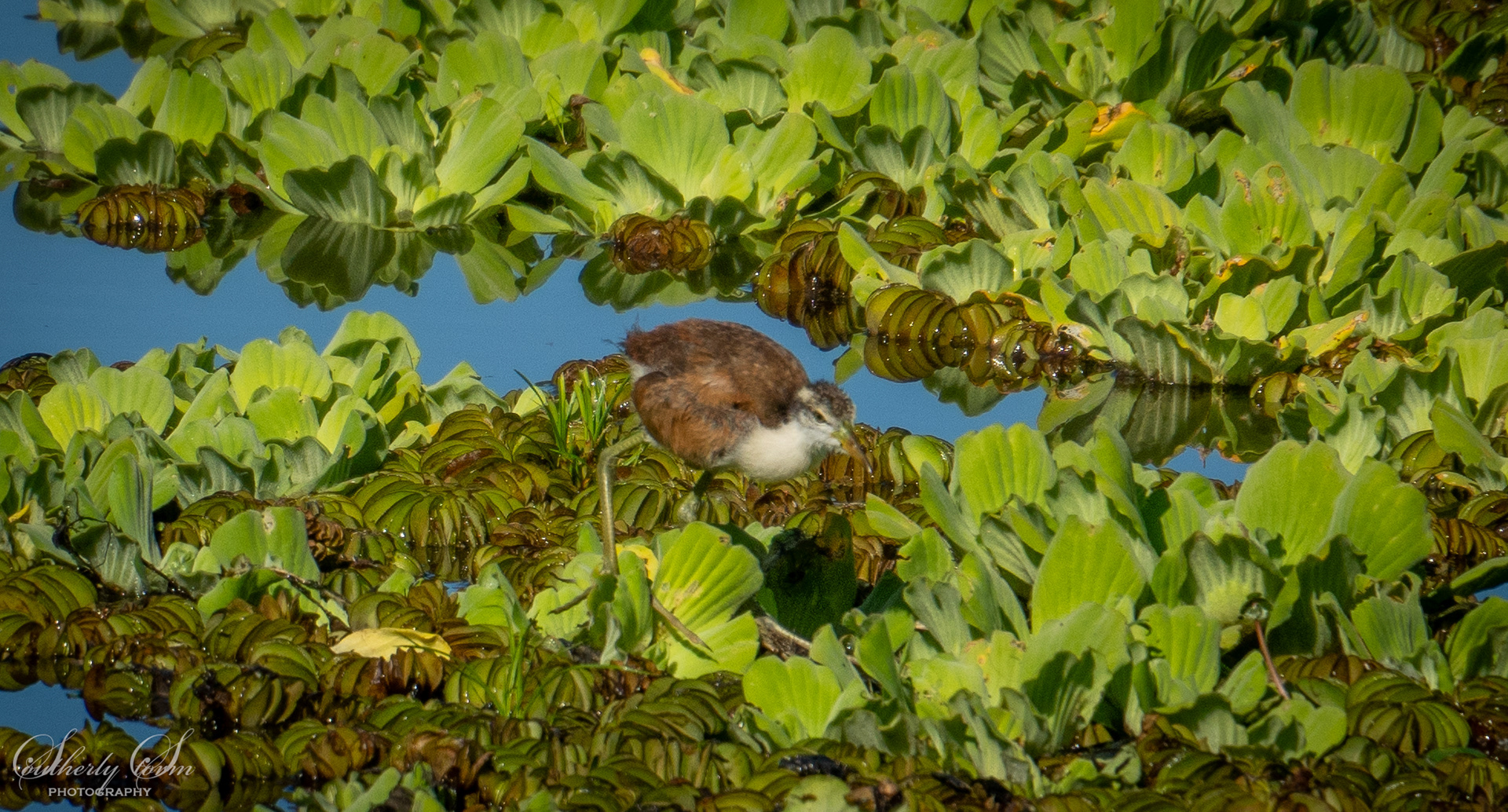 Cute chick in Buenos Aires