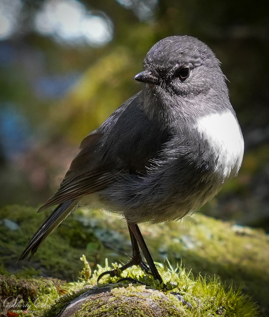 South Island Robin