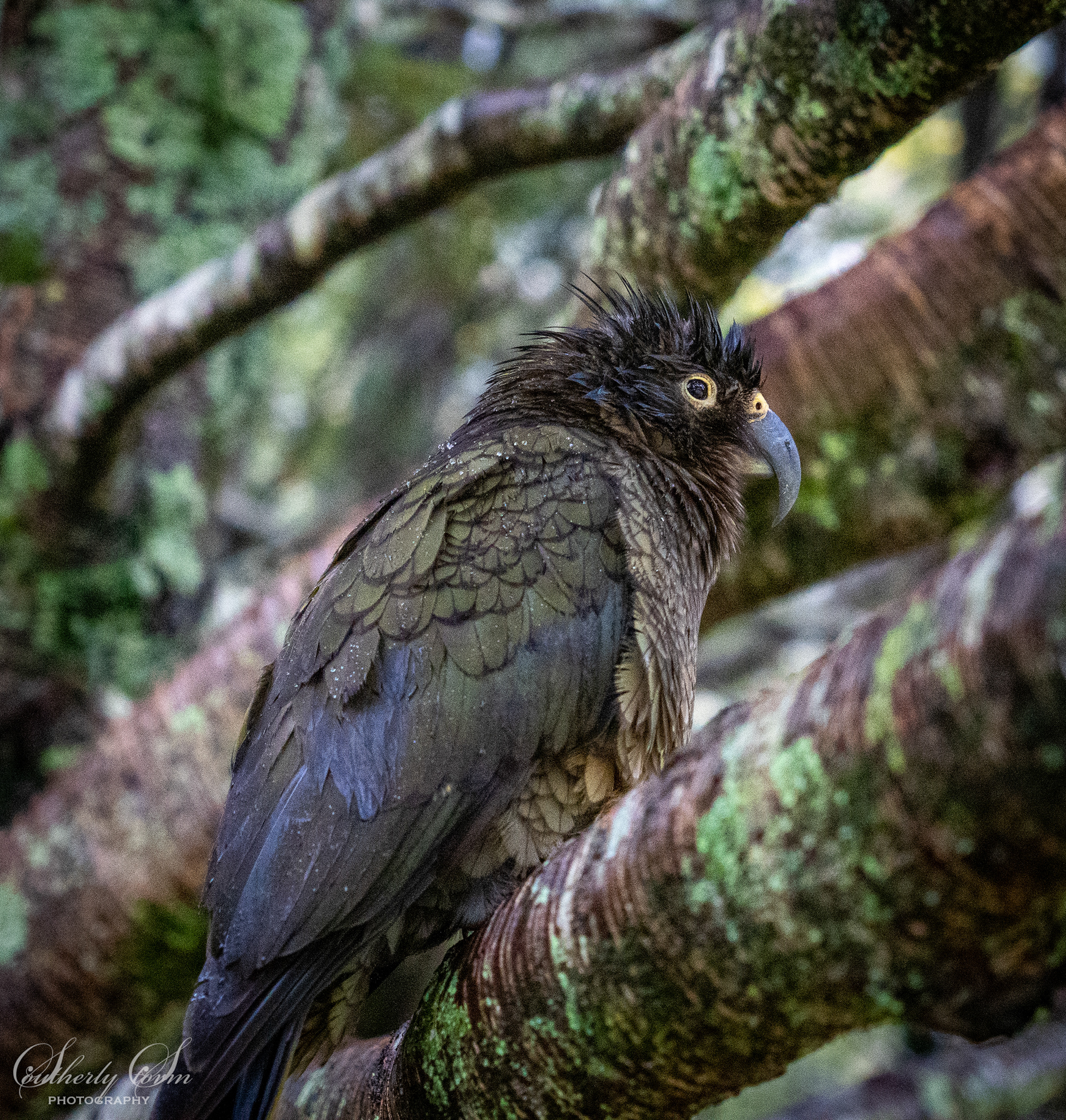 Juvenile kea