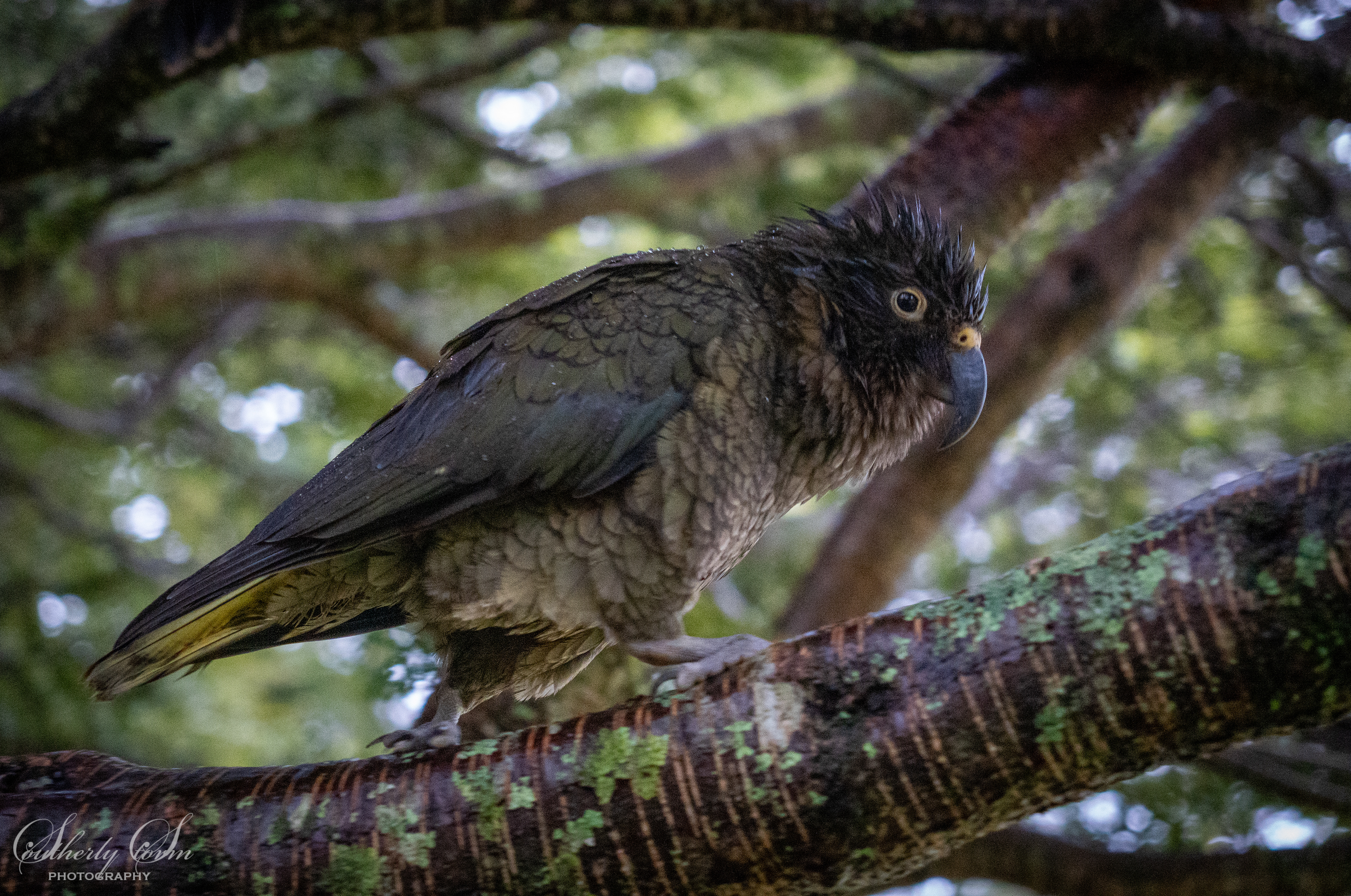 Juvenile kea