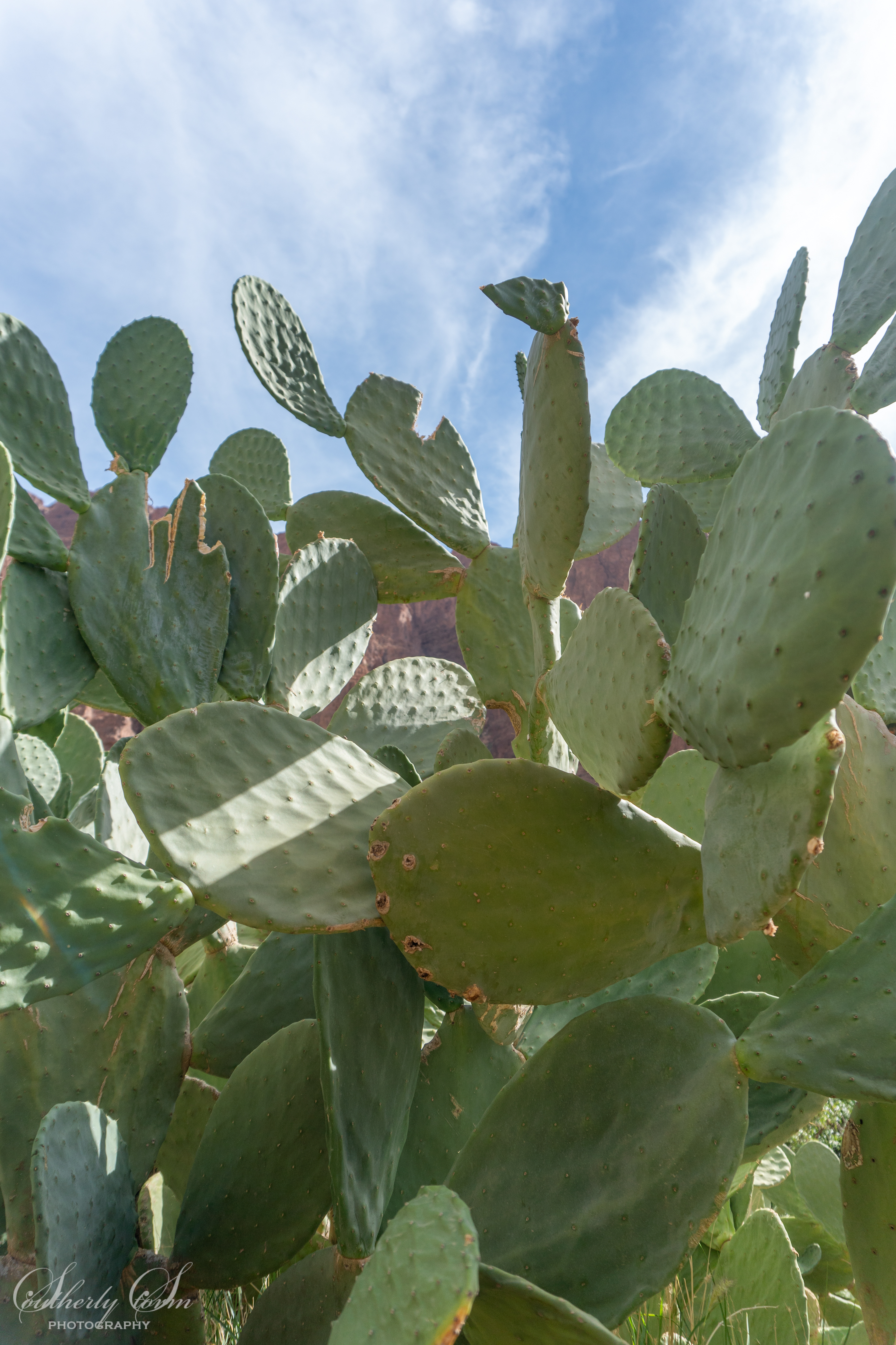 Cactus