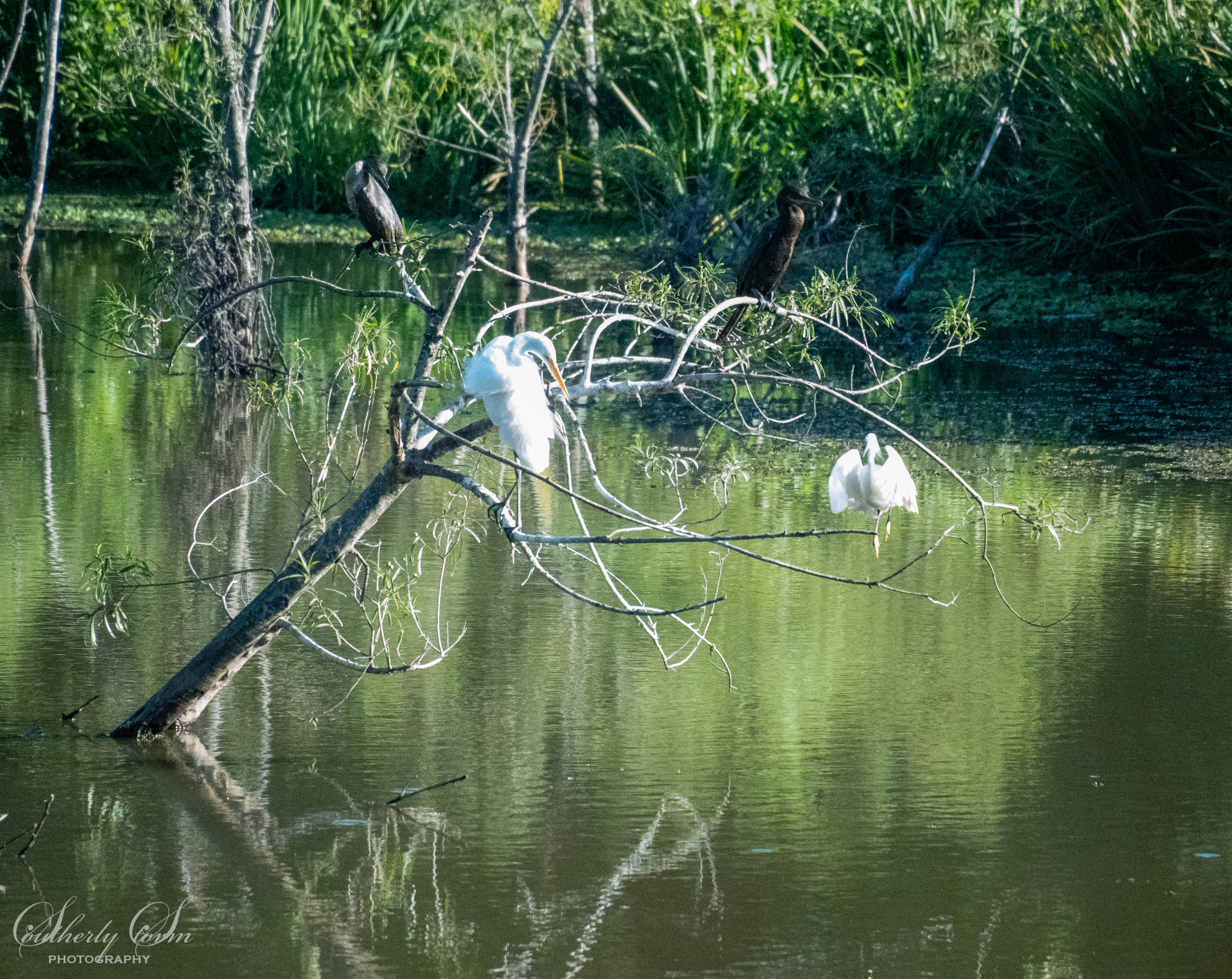 Heron's in Buenos Aires