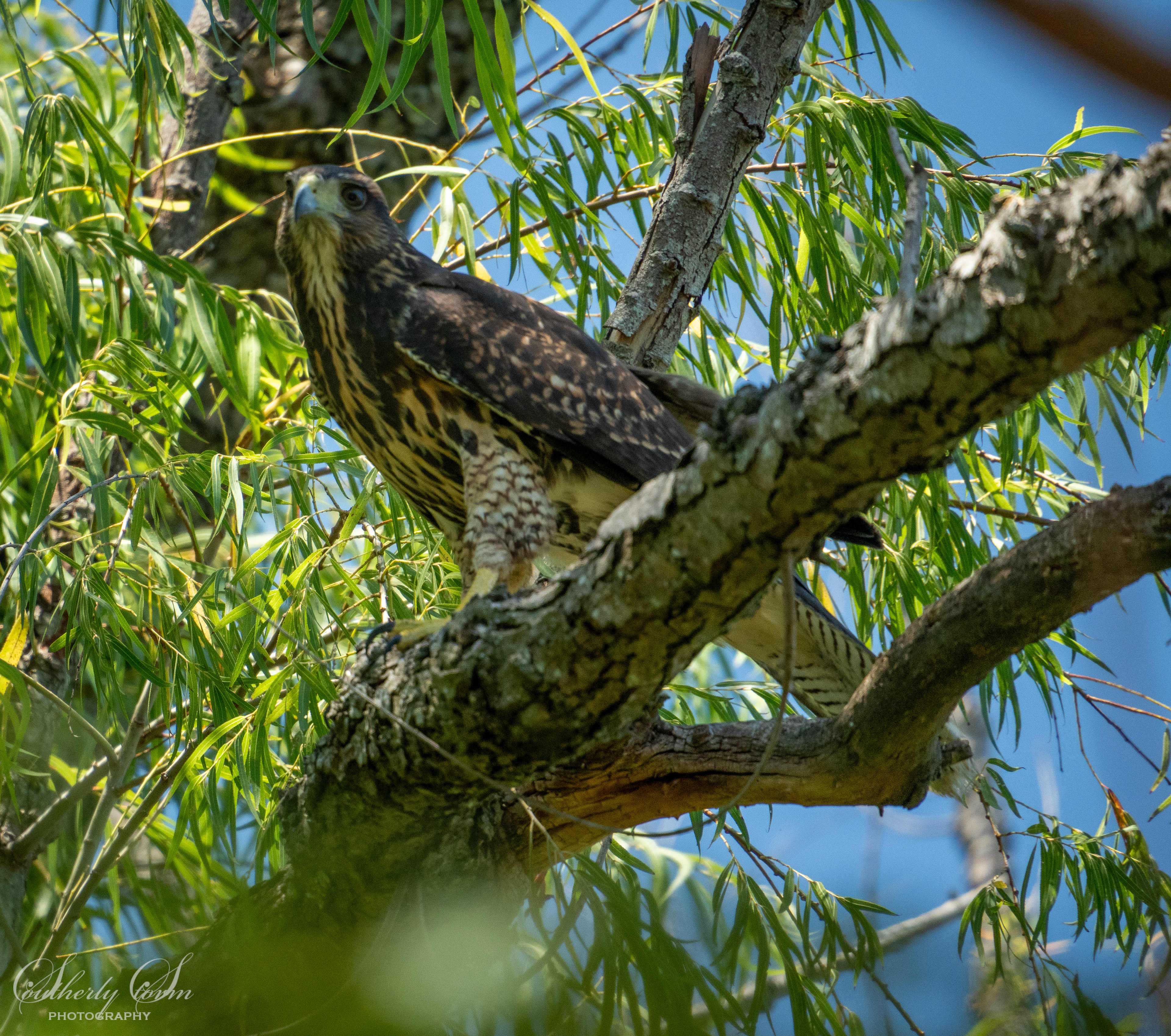 bird of prey in a tree
