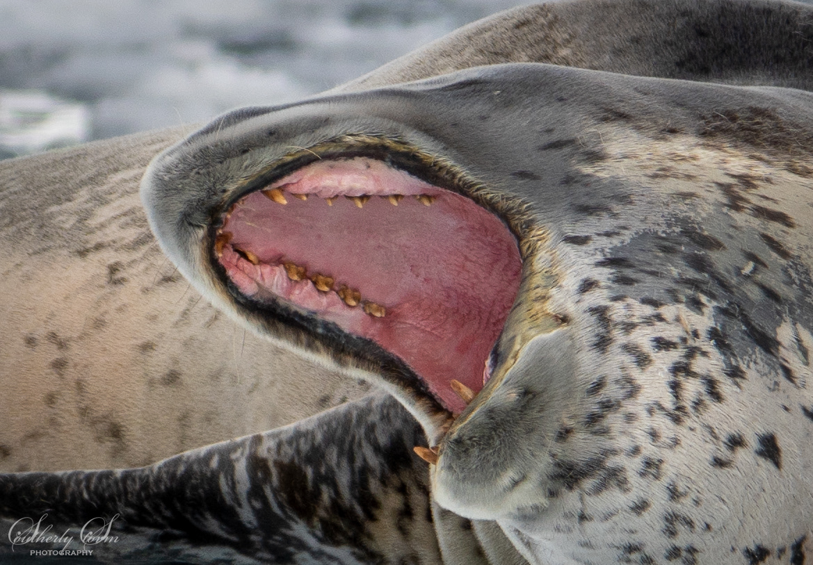 Leopard seal teeth