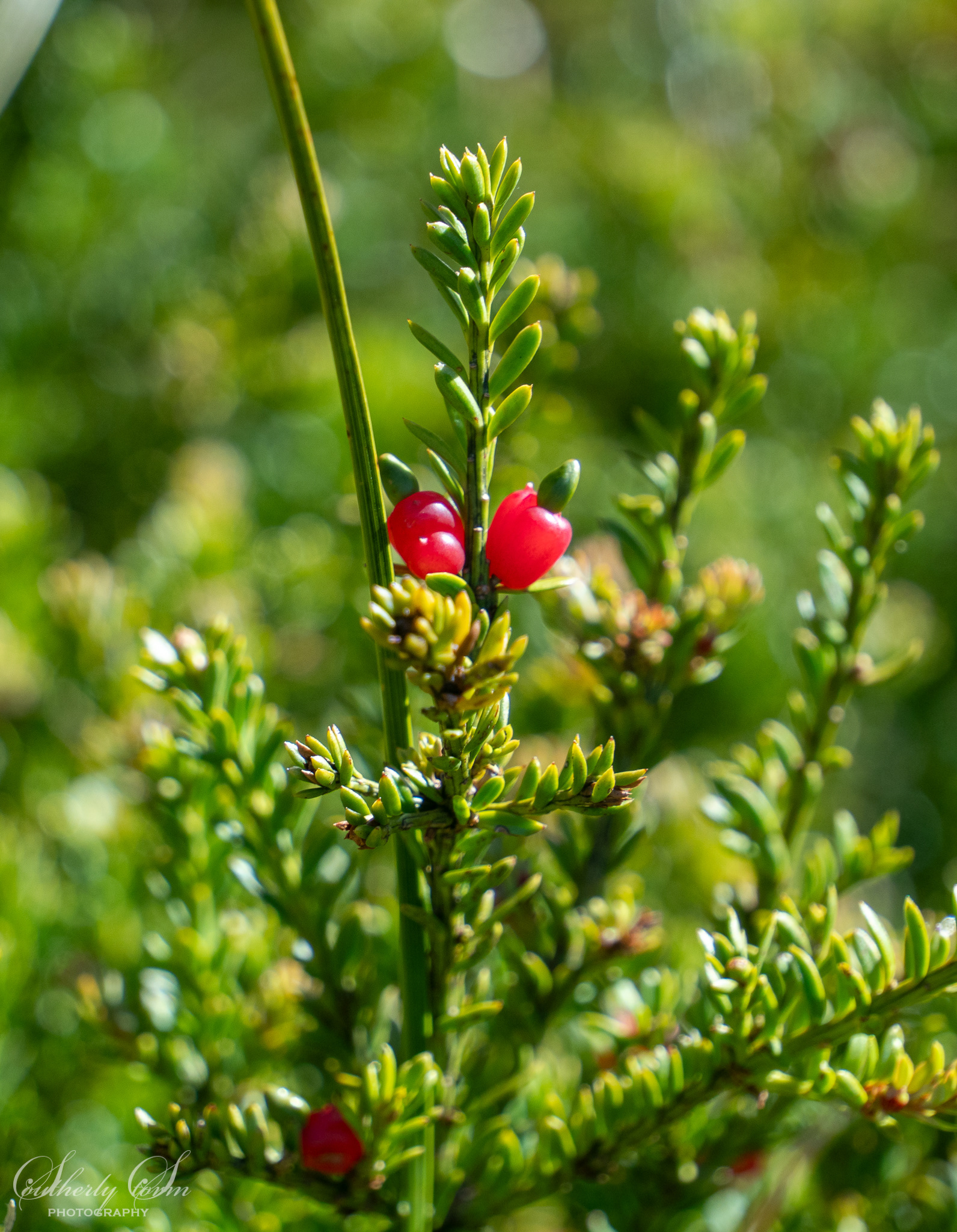 Snow Totara berries